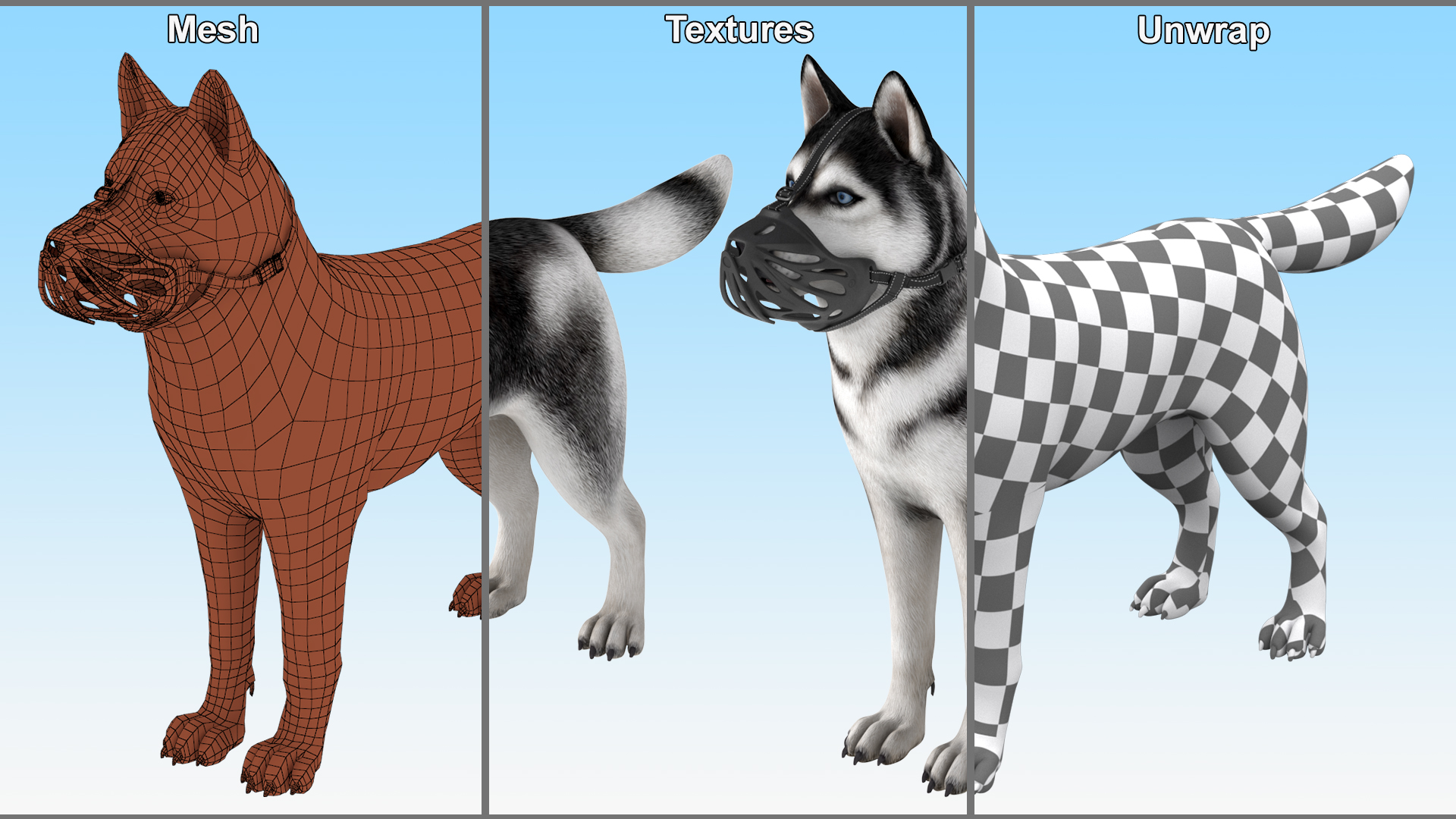 3D Siberian Husky with Muzzle