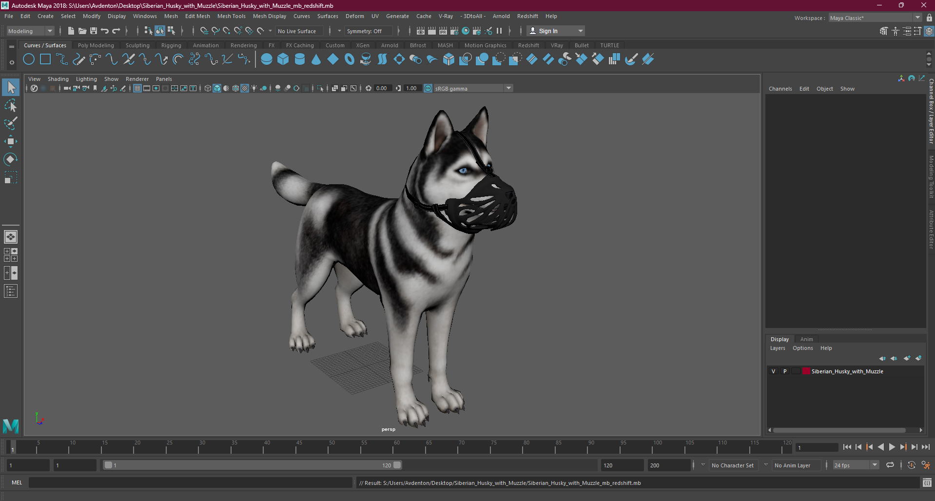 3D Siberian Husky with Muzzle