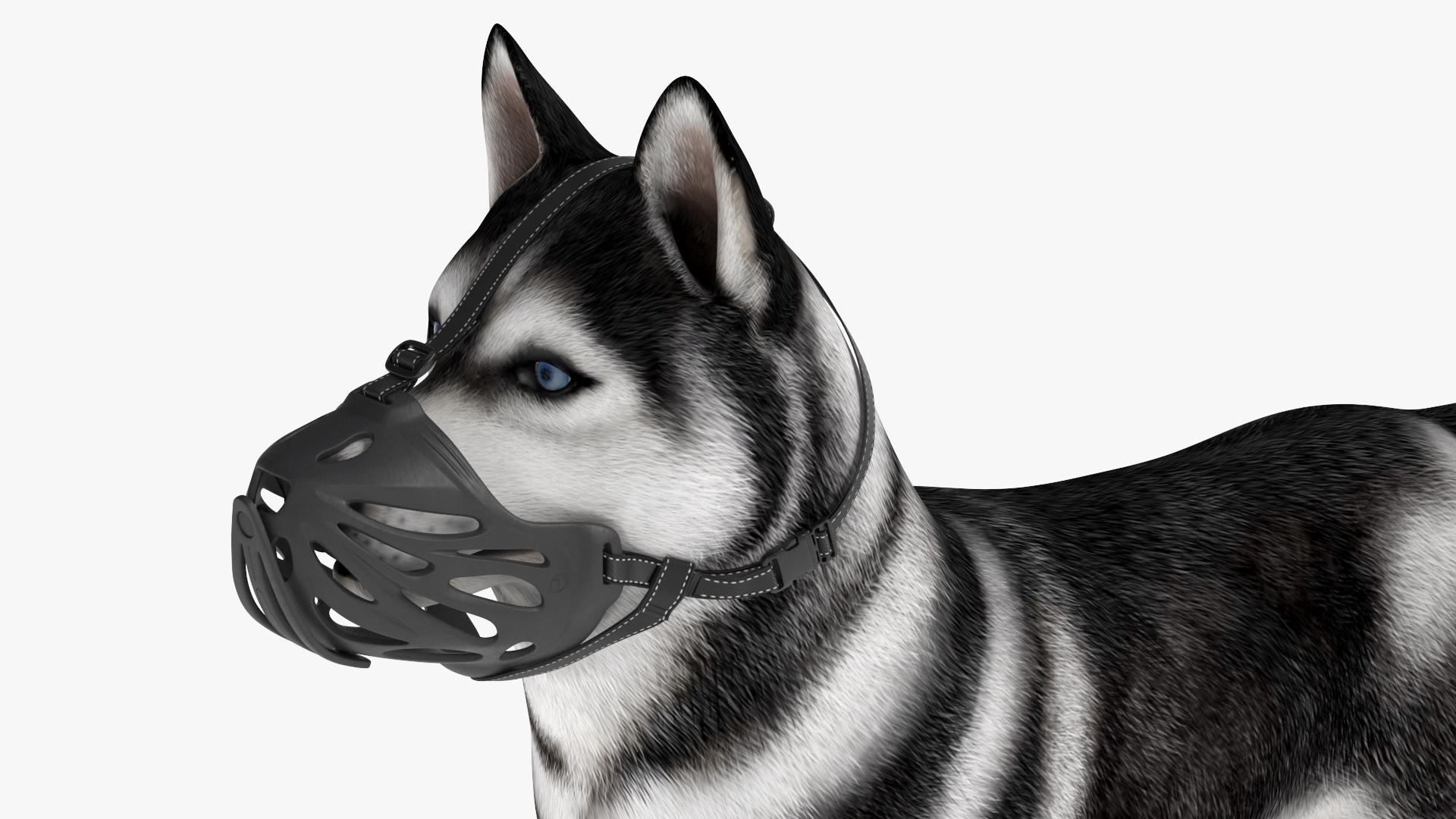 3D Siberian Husky with Muzzle