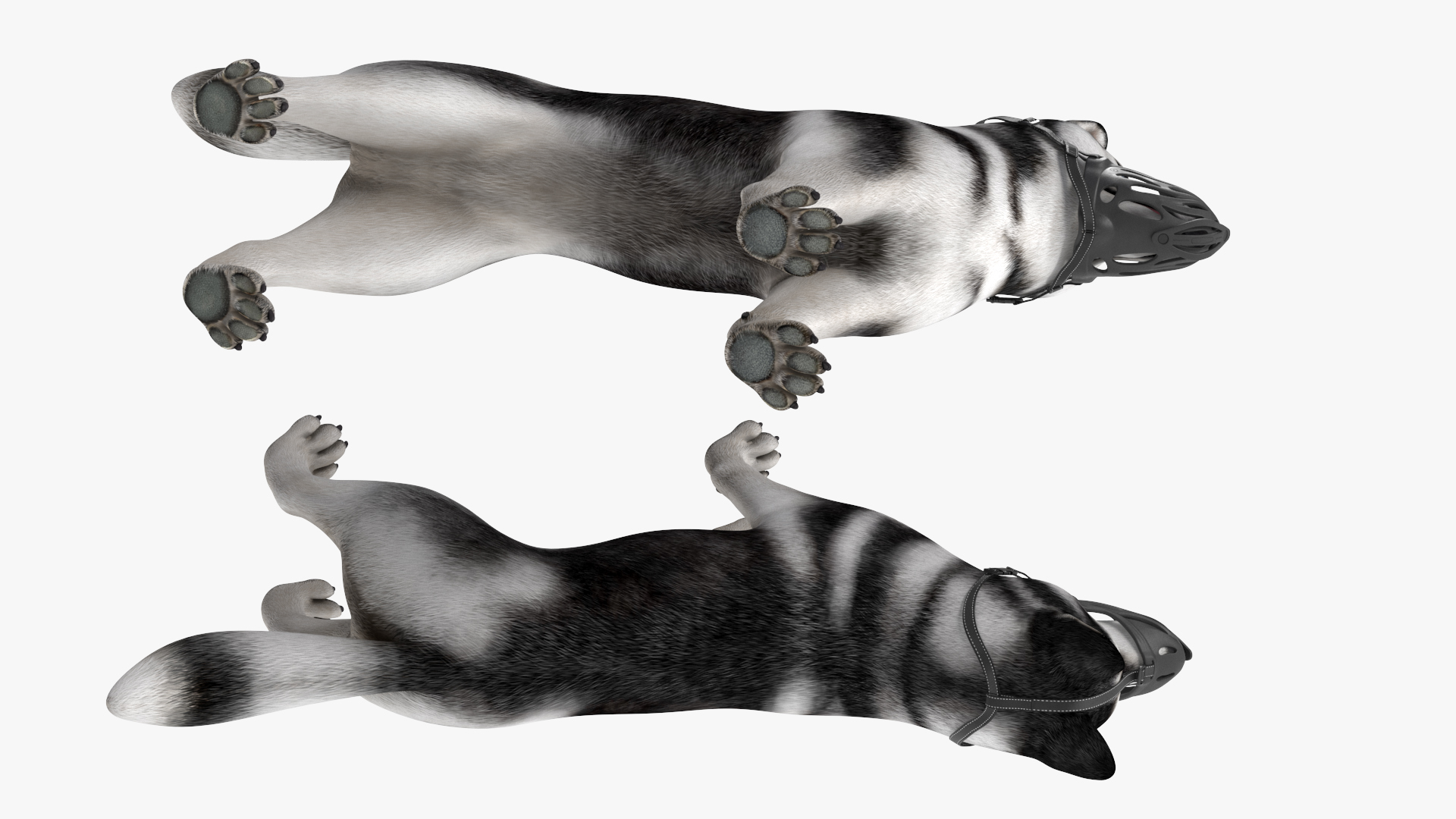 3D Siberian Husky with Muzzle