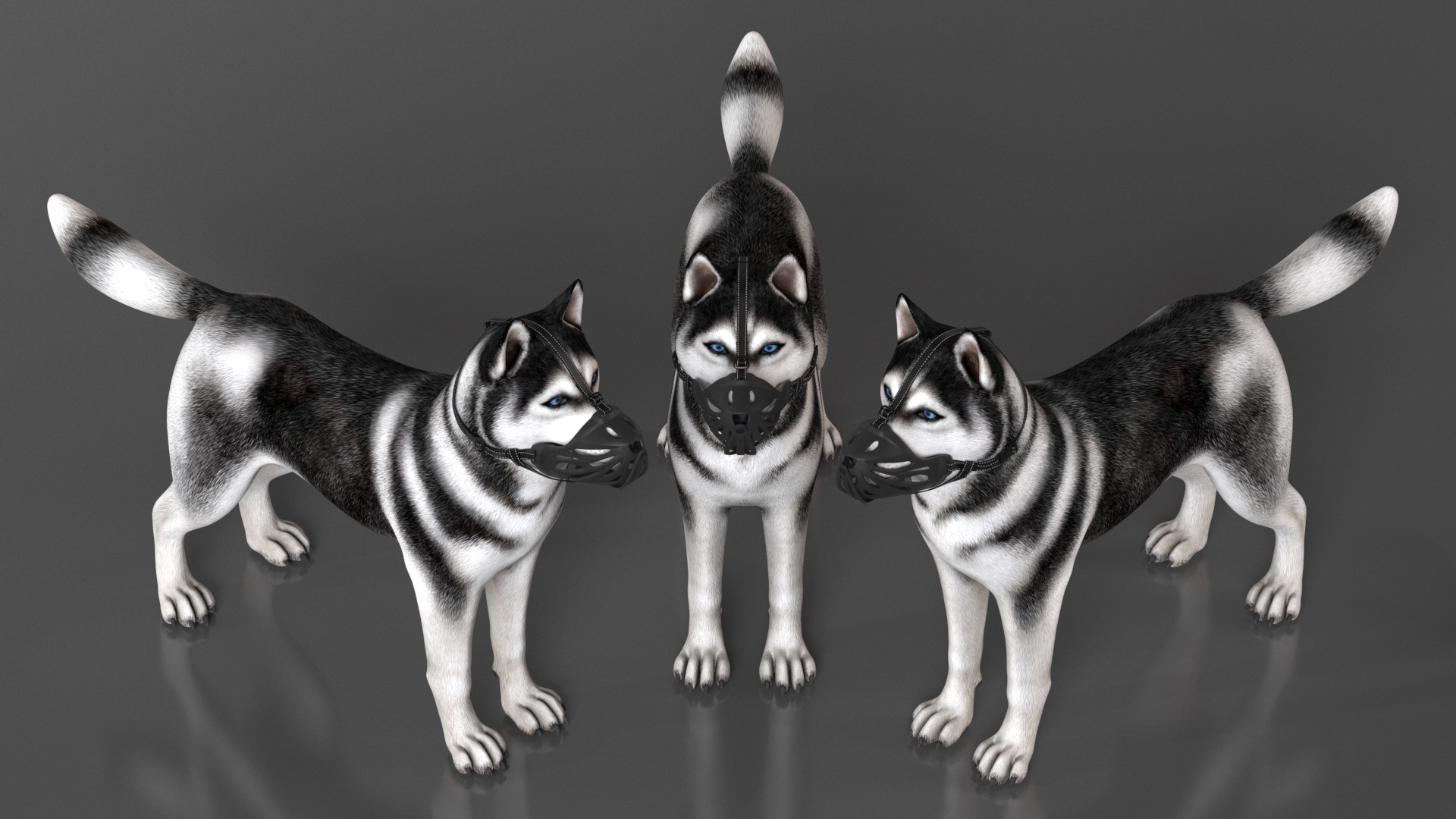 3D Siberian Husky with Muzzle