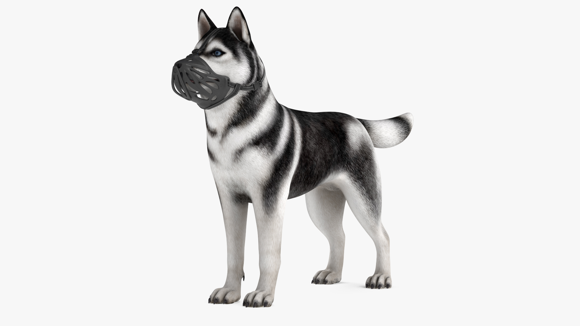 3D Siberian Husky with Muzzle