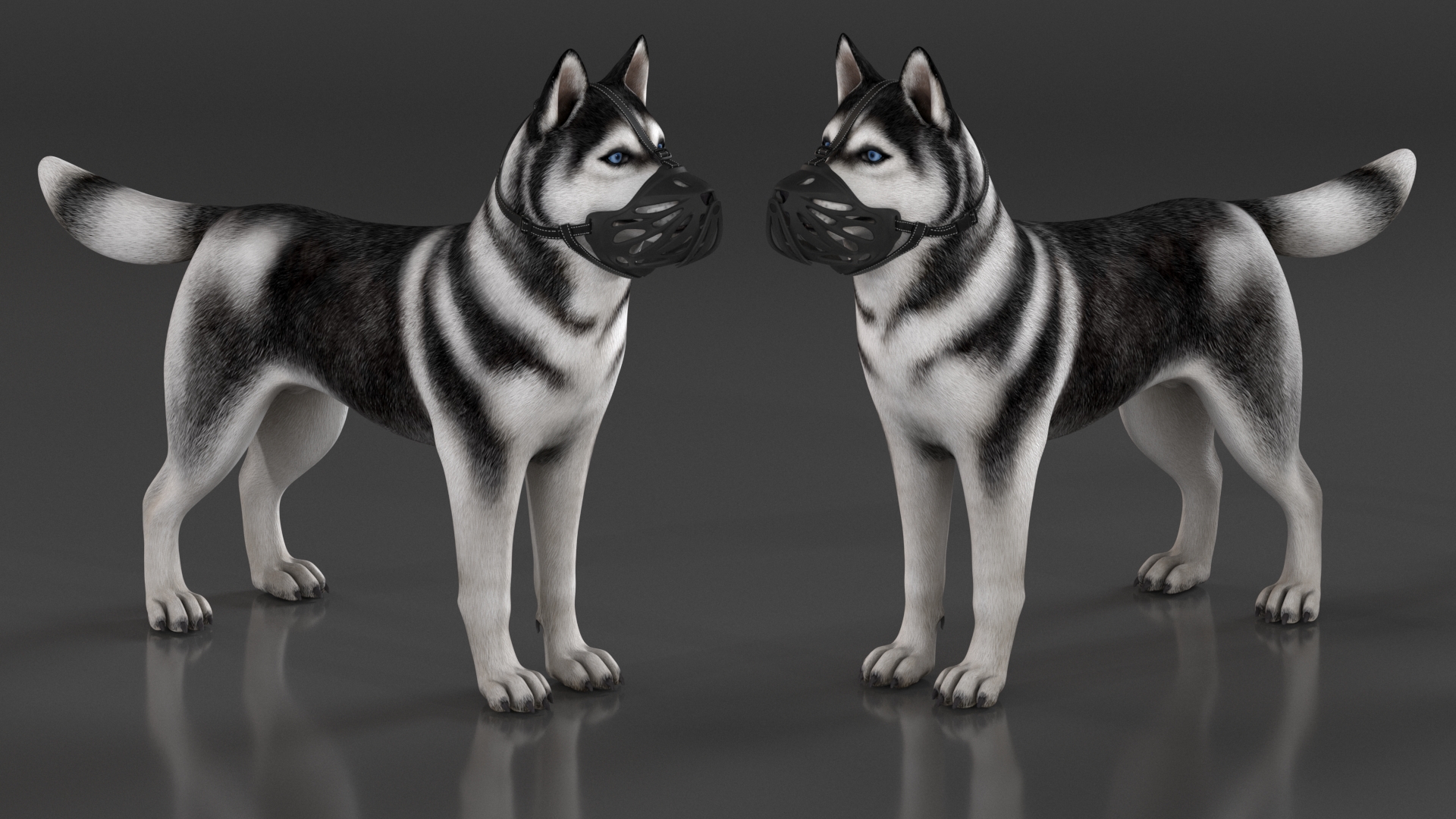 3D Siberian Husky with Muzzle