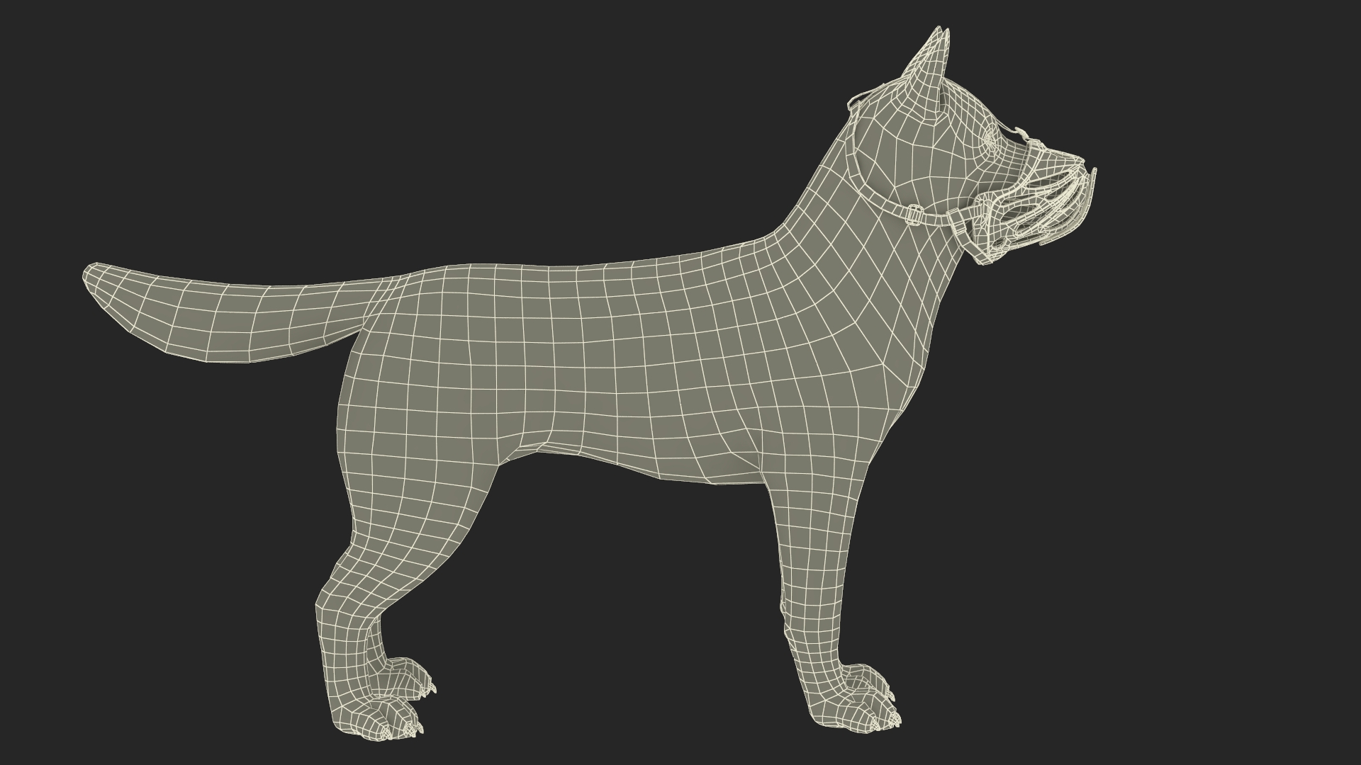 3D Siberian Husky with Muzzle