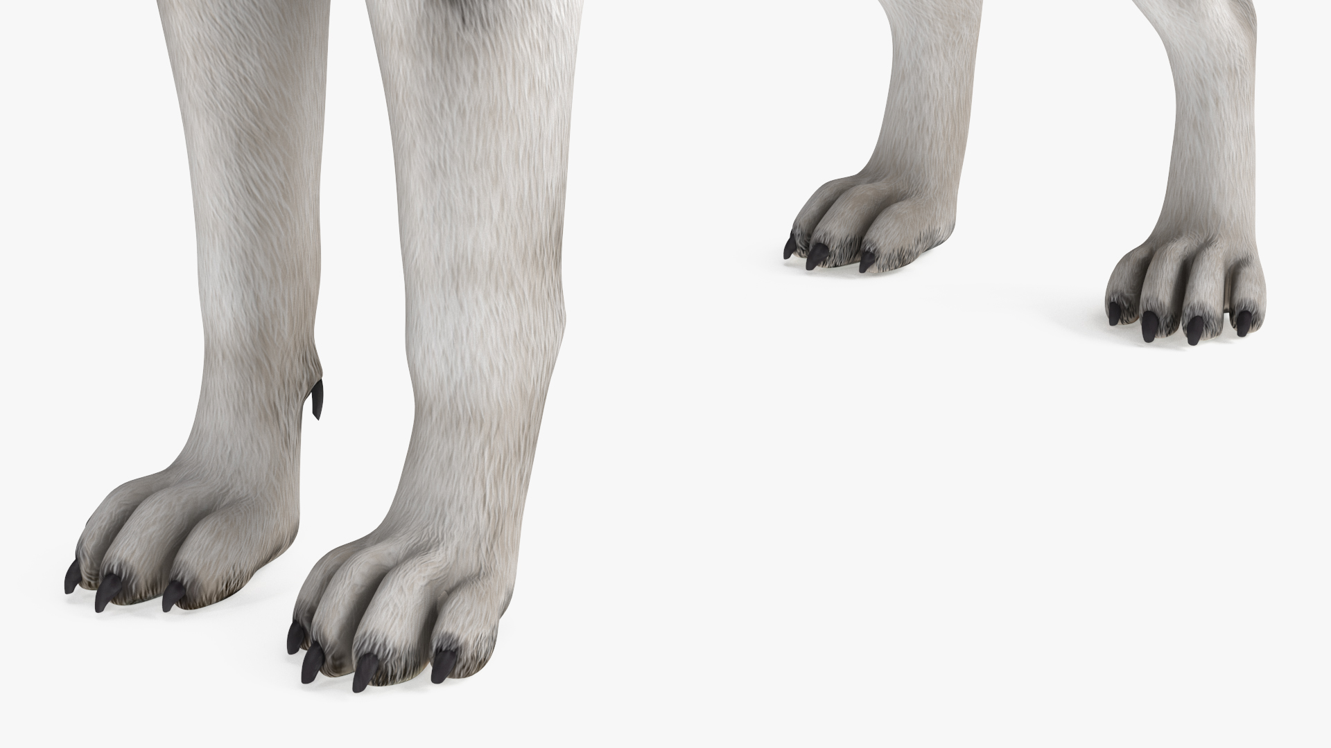 3D Siberian Husky with Muzzle