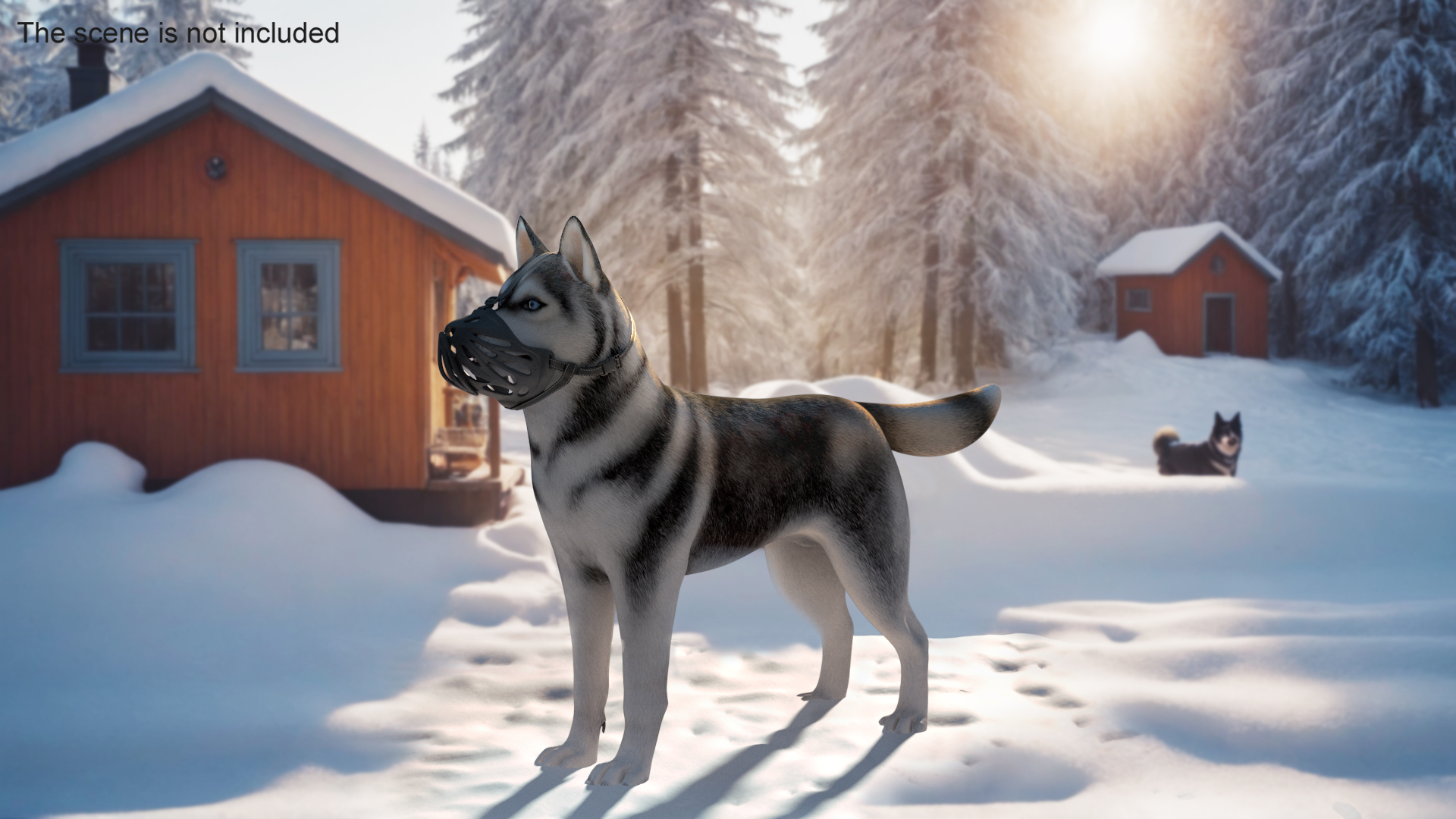 3D Siberian Husky with Muzzle