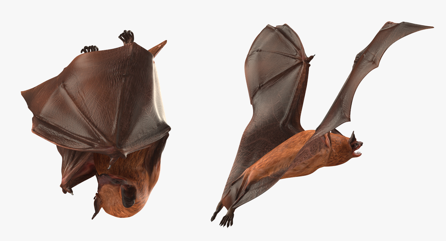 3D model Bat Rigged