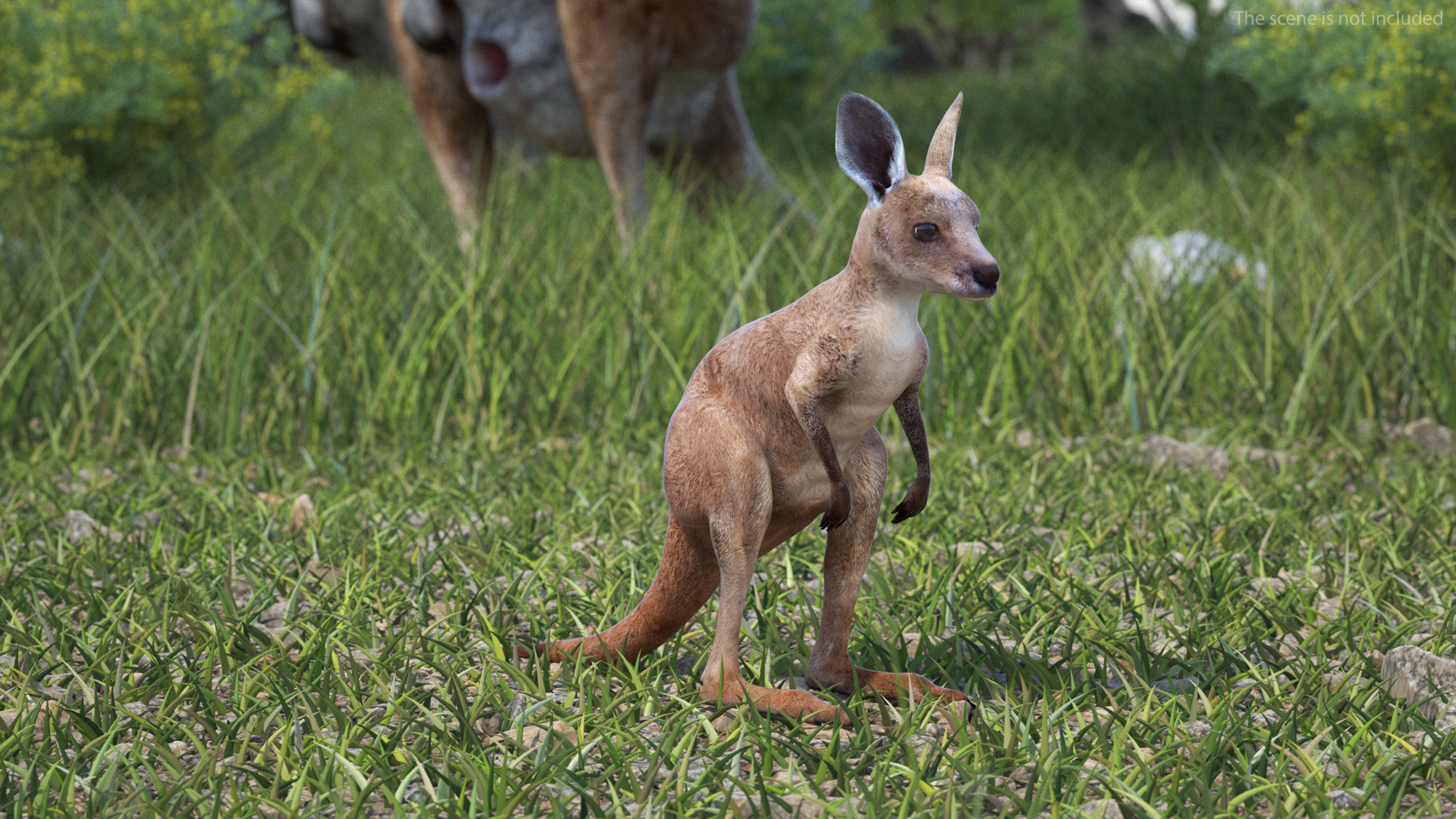 Baby Kangaroo Rigged for Maya 3D model