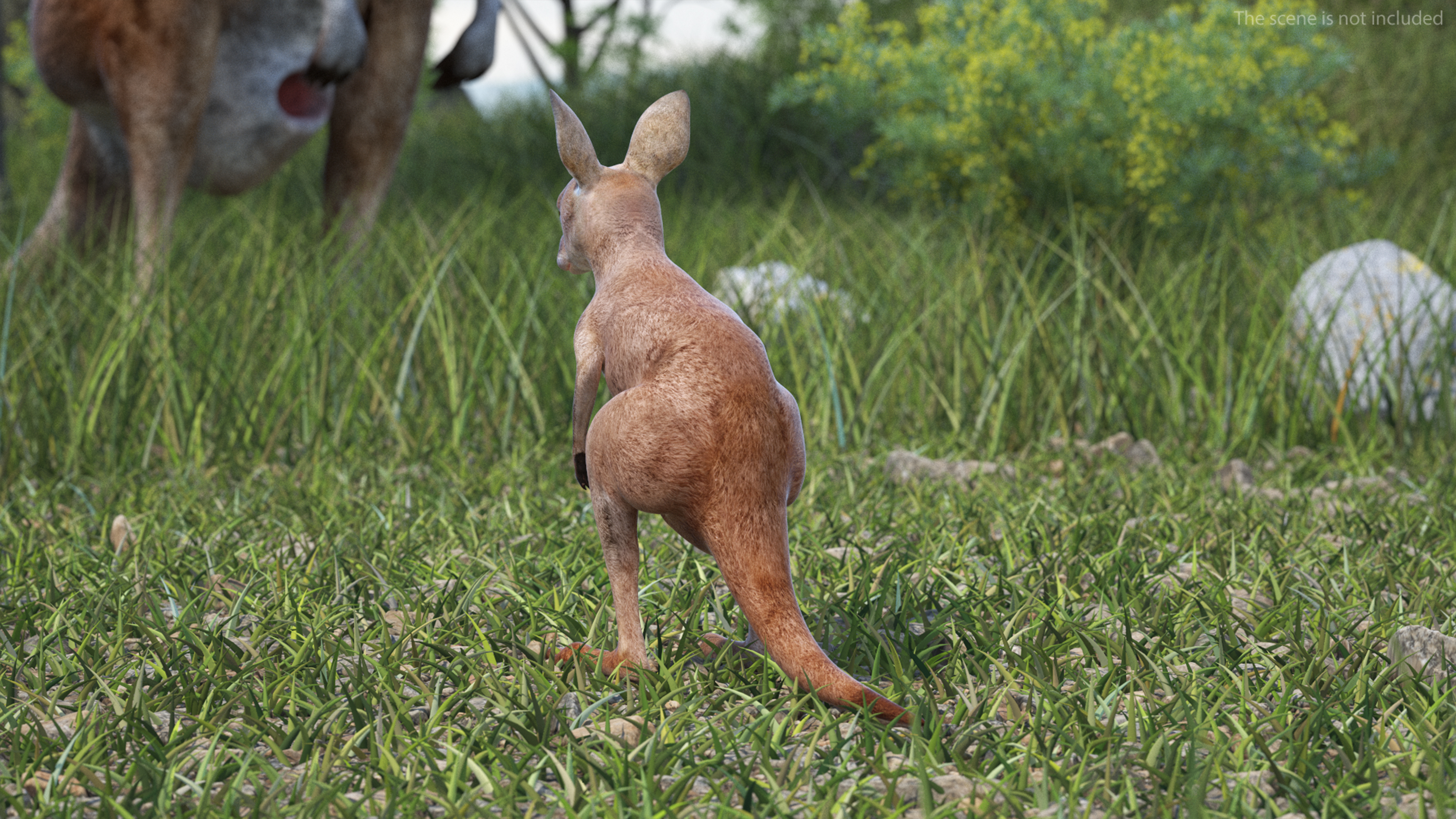 Baby Kangaroo Rigged for Maya 3D model