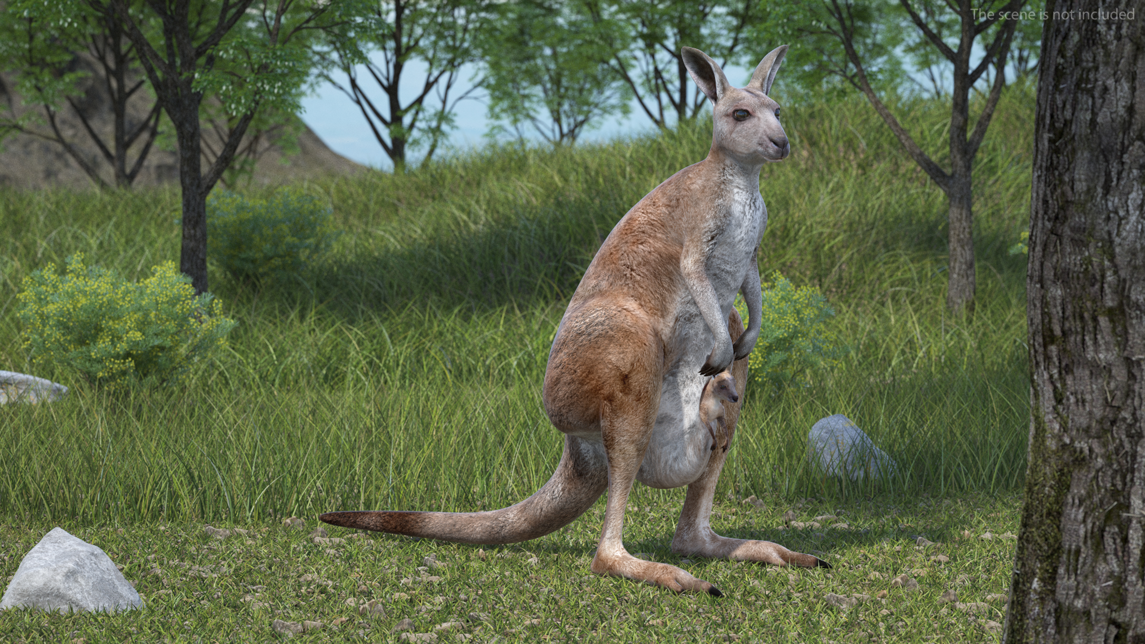 Baby Kangaroo Rigged for Maya 3D model