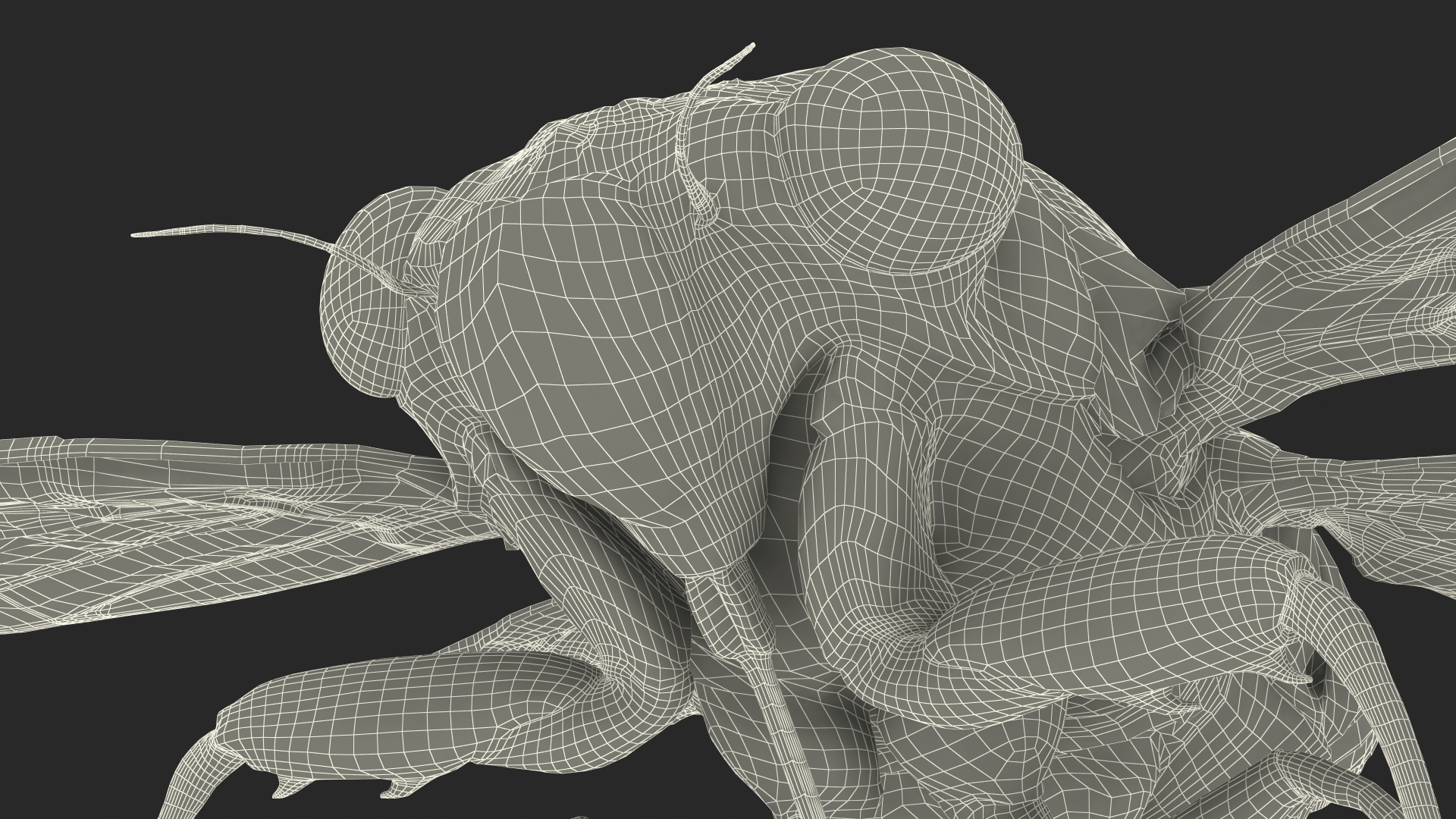 Magicicada Septendecim 3D