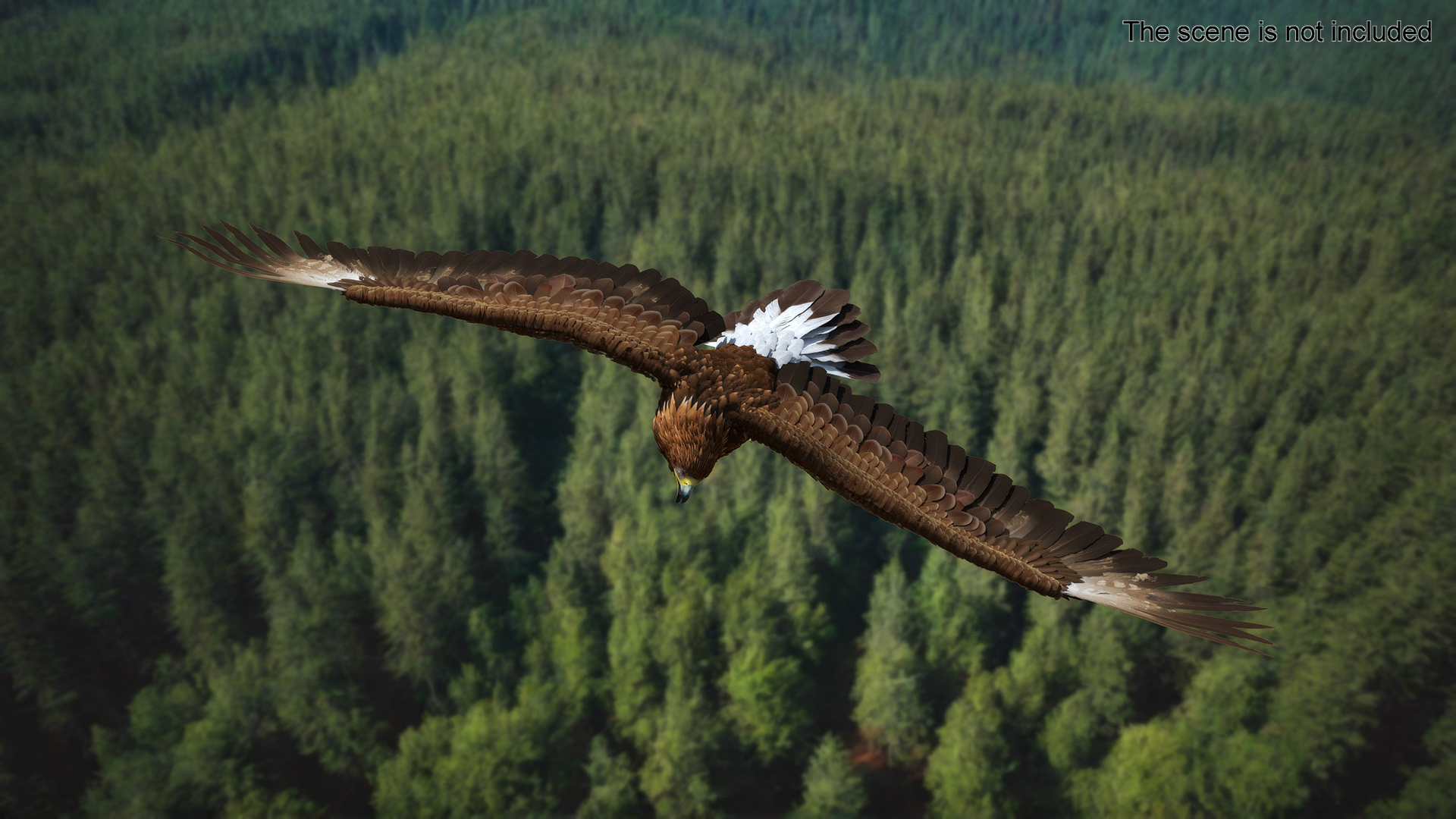 3D model Aquila Chrysaetos Eagle Flying