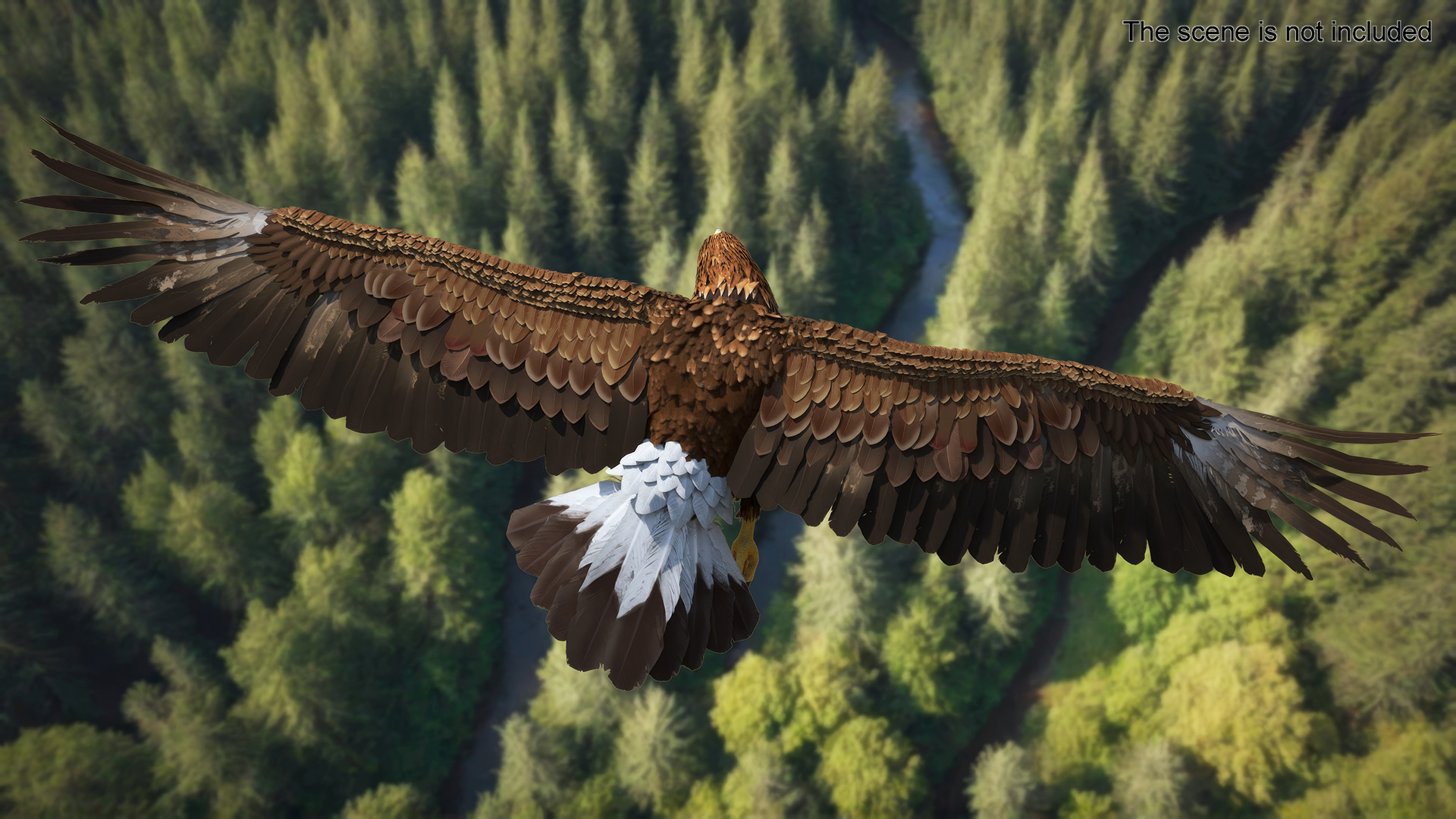 3D model Aquila Chrysaetos Eagle Flying