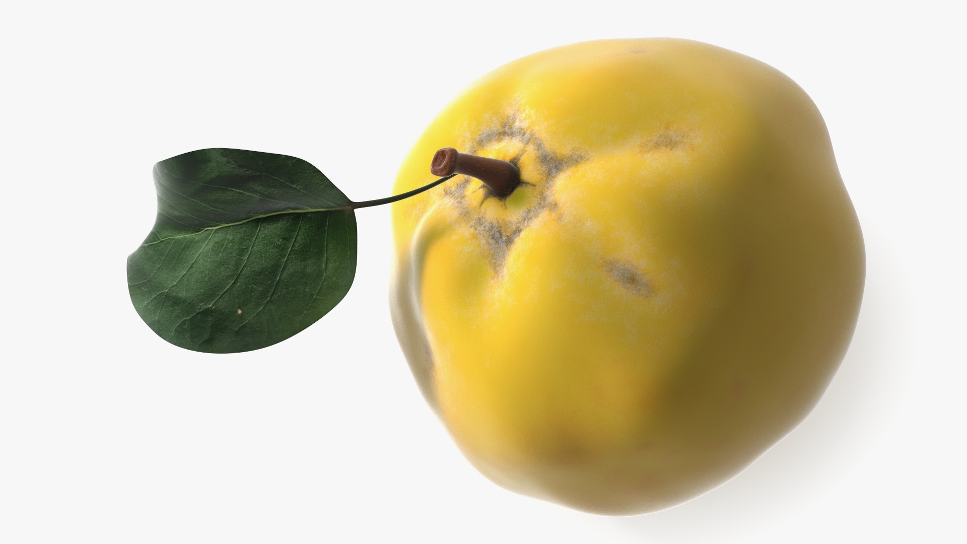 3D model Quince