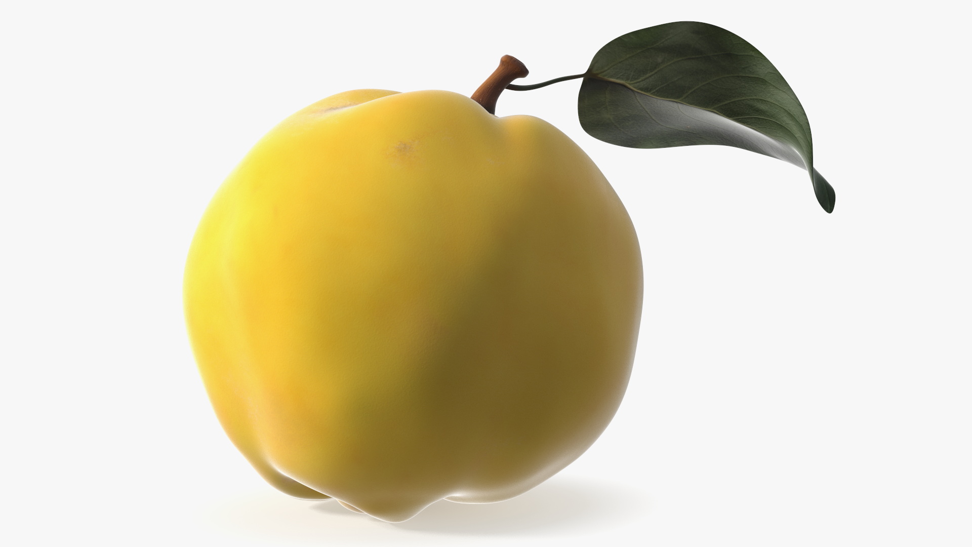 3D model Quince