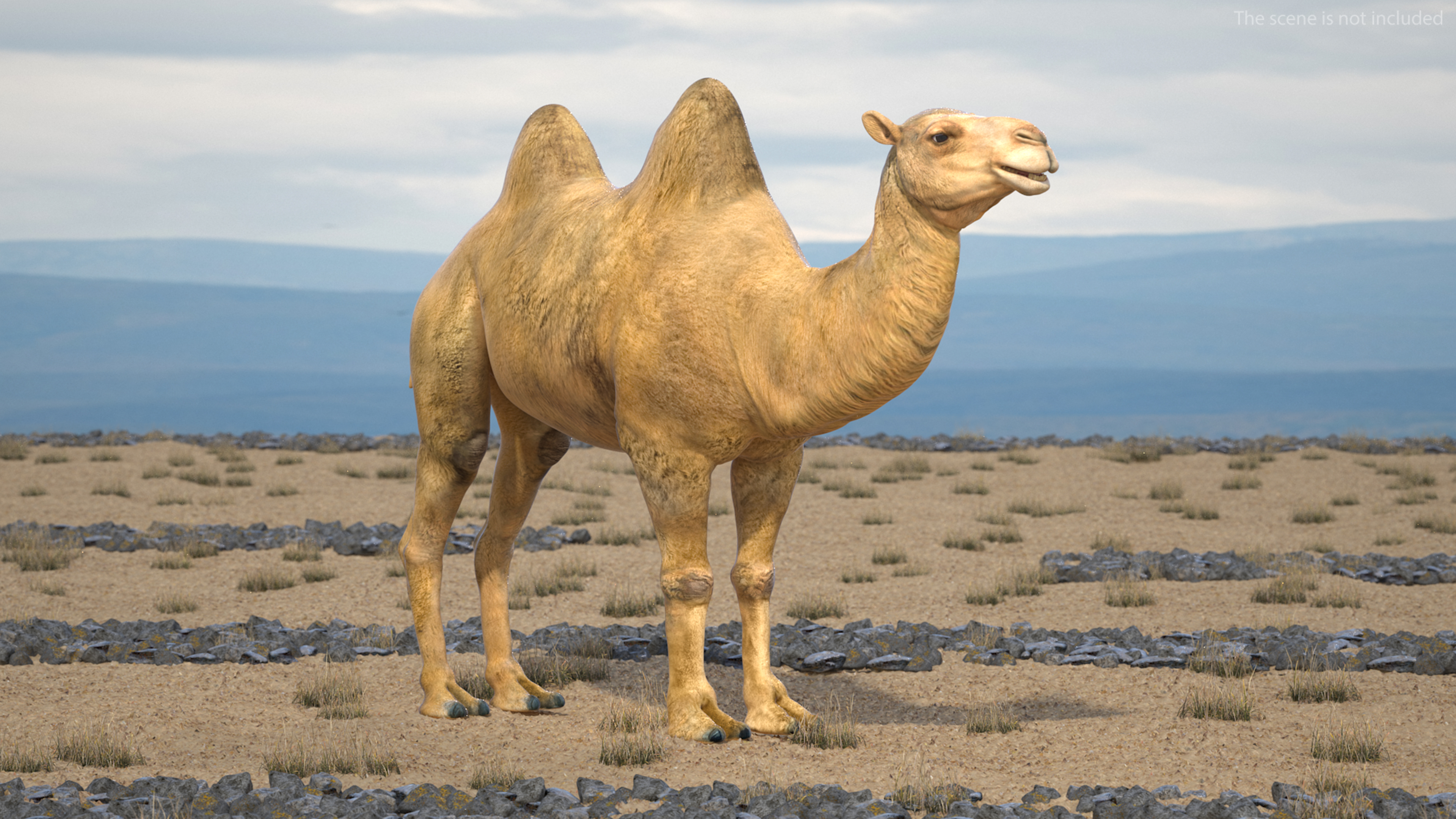 3D model Bactrian Camel Rigged for Cinema 4D