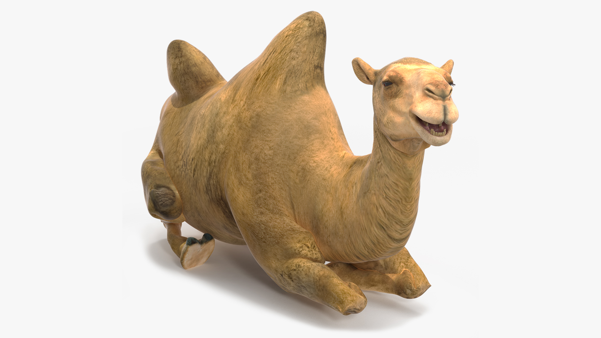 3D model Bactrian Camel Rigged for Cinema 4D
