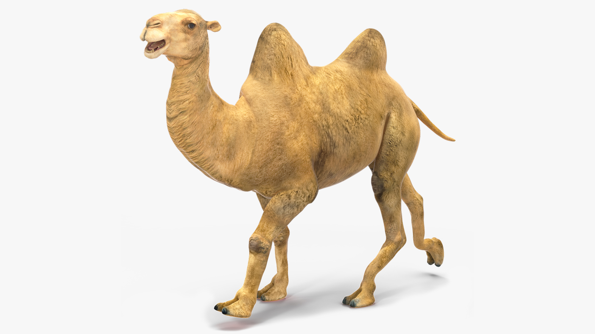 3D model Bactrian Camel Rigged for Cinema 4D