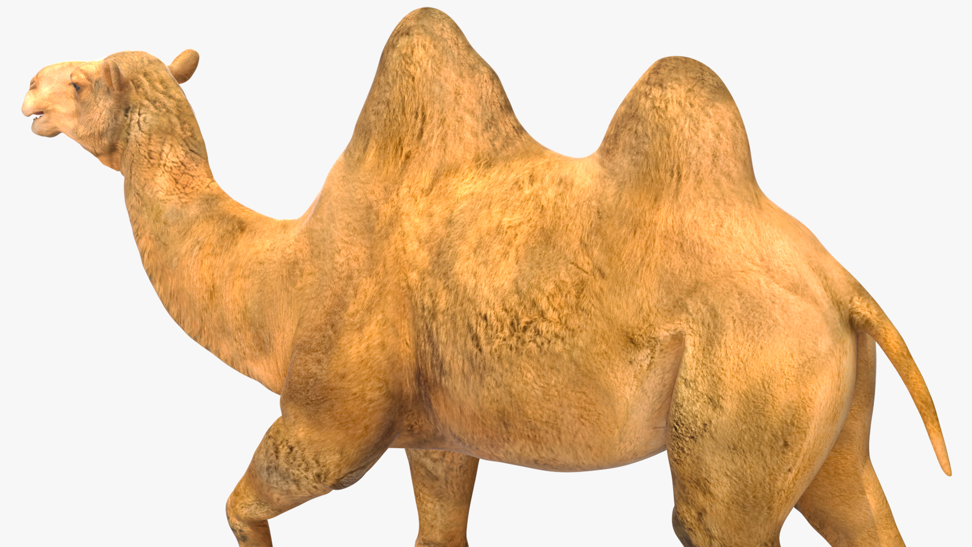 3D model Bactrian Camel Rigged for Cinema 4D