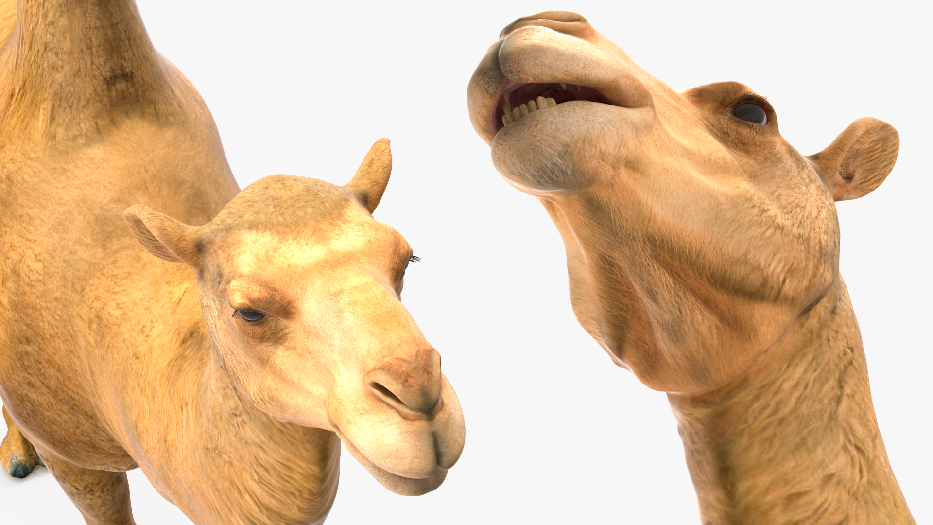 3D model Bactrian Camel Rigged for Cinema 4D