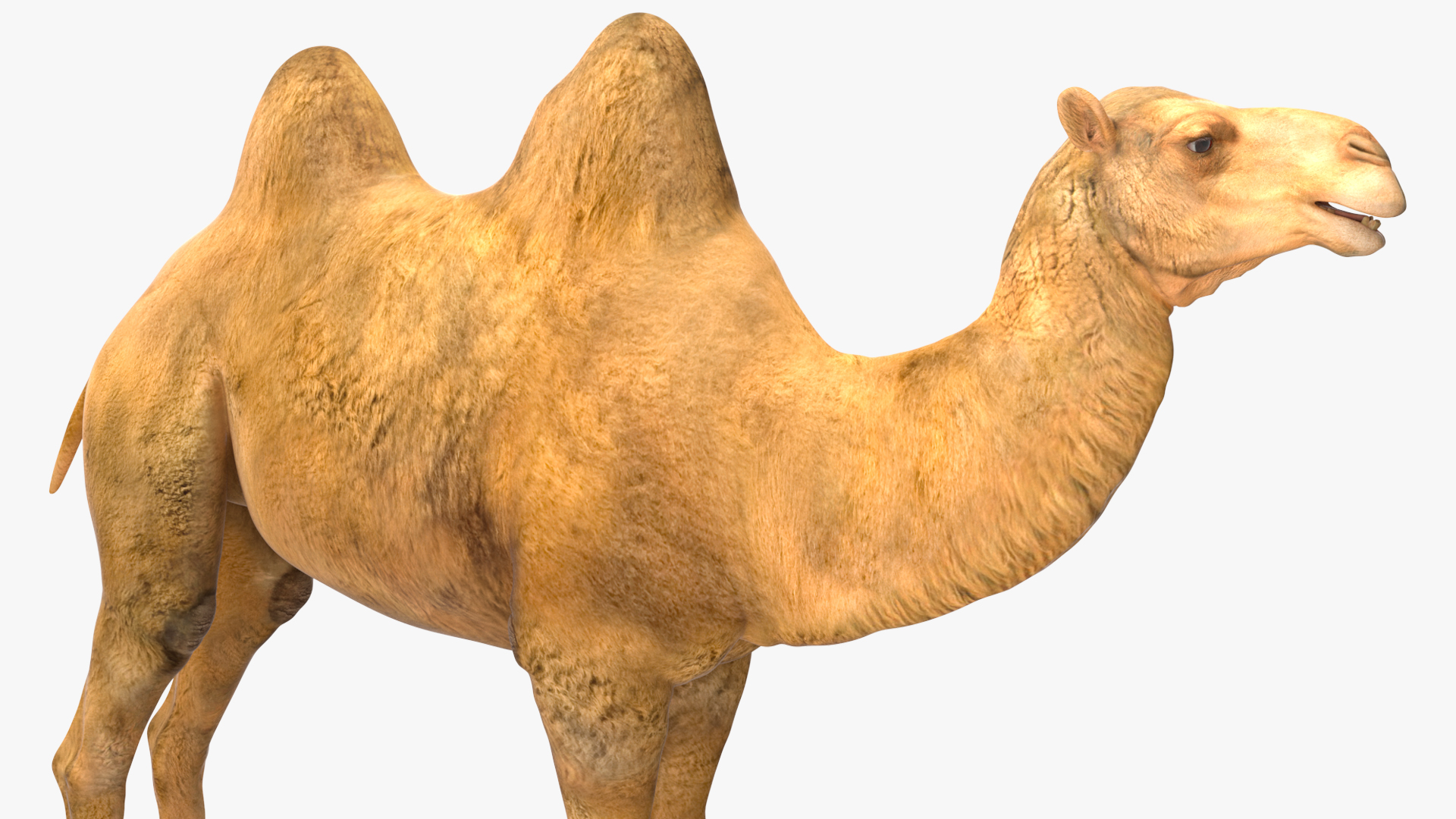 3D model Bactrian Camel Rigged for Cinema 4D