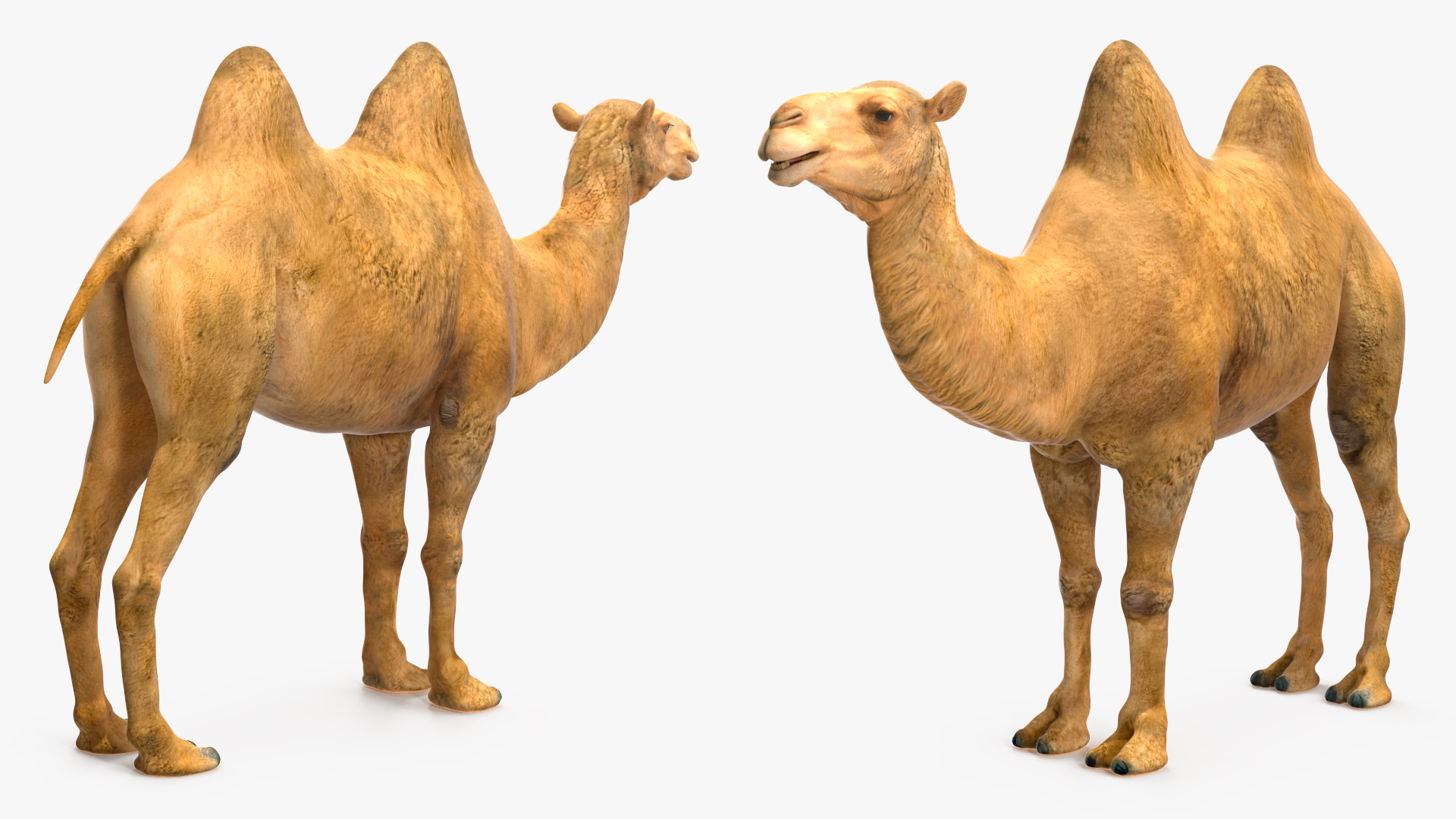 3D model Bactrian Camel Rigged for Cinema 4D