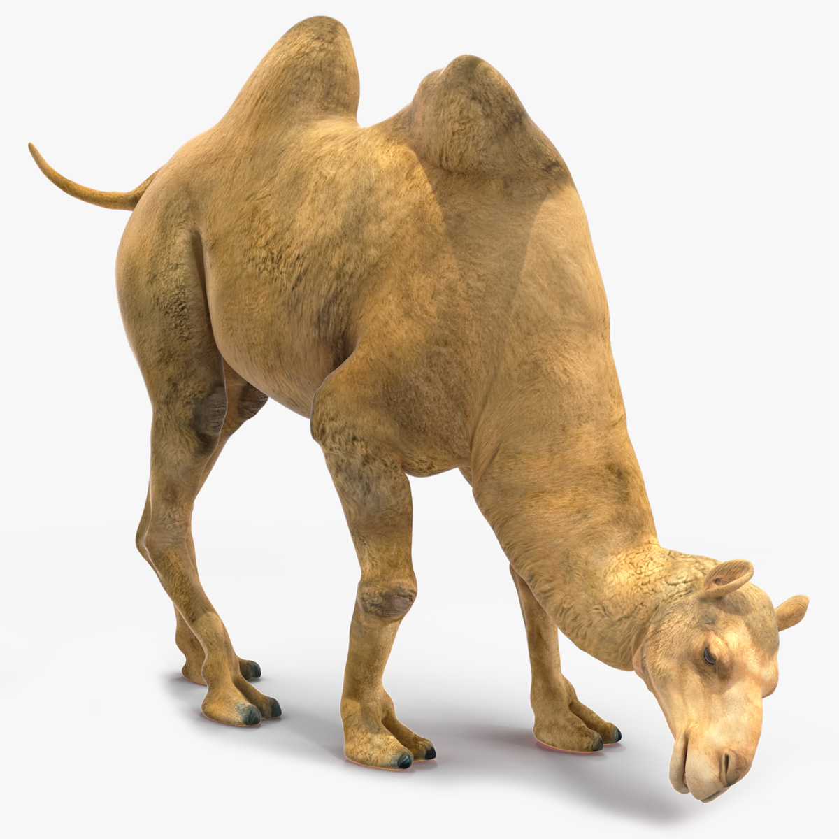 3D model Bactrian Camel Rigged for Cinema 4D