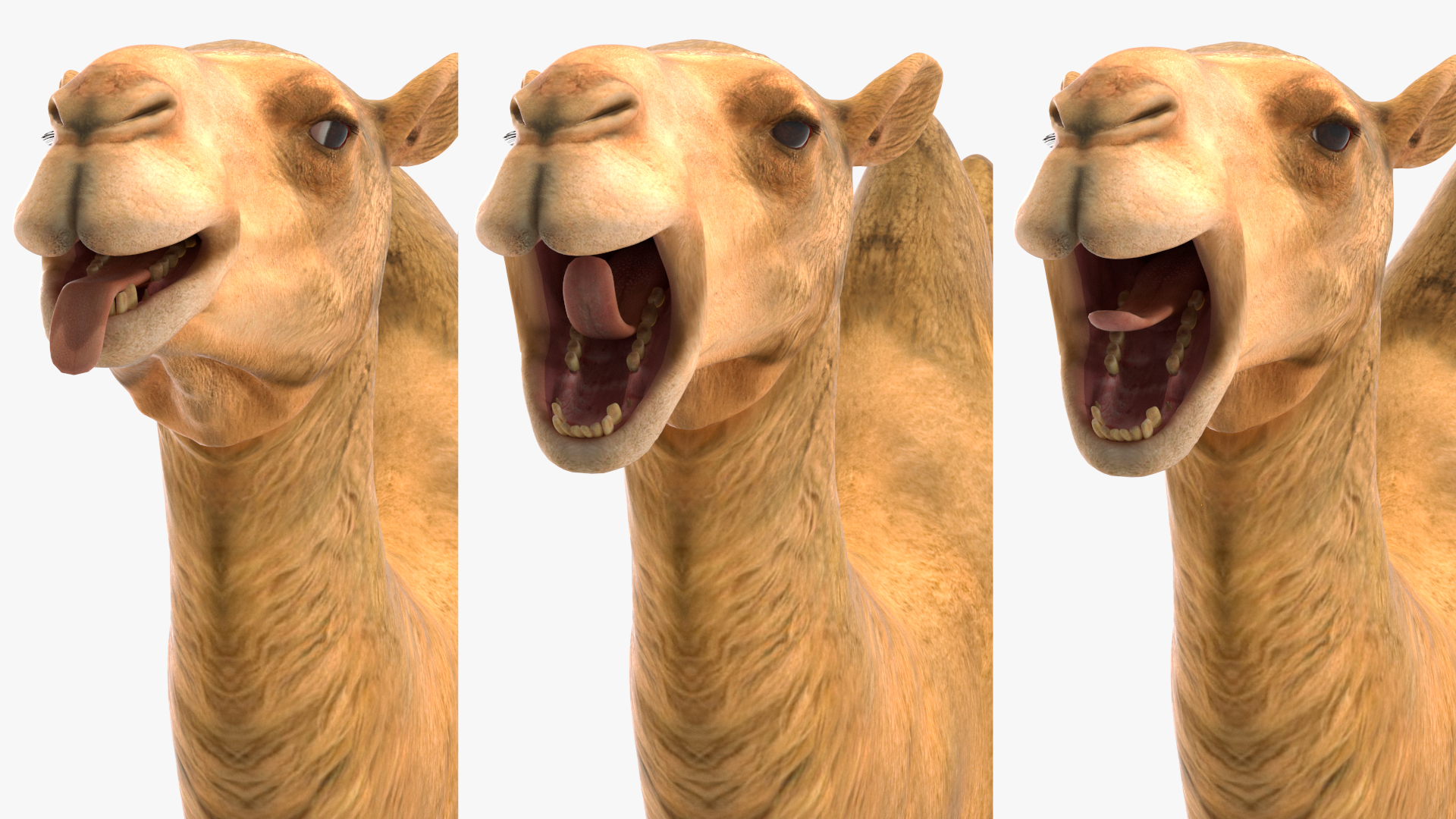 3D model Bactrian Camel Rigged for Cinema 4D