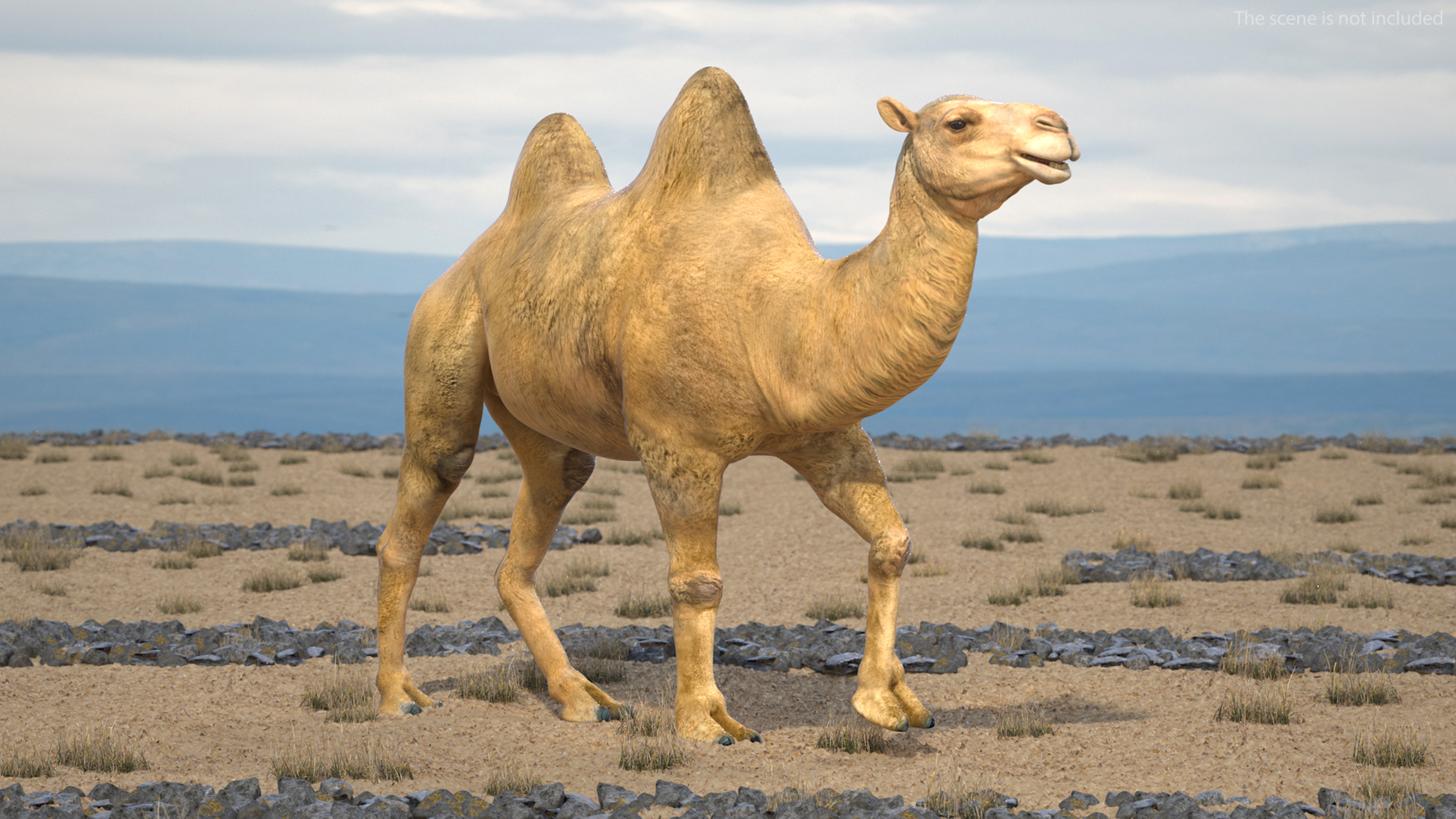 3D model Bactrian Camel Rigged for Cinema 4D