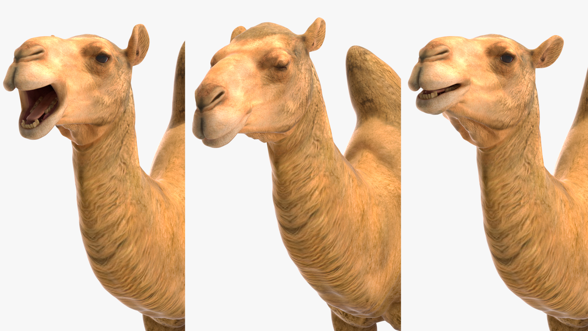 3D model Bactrian Camel Rigged for Cinema 4D
