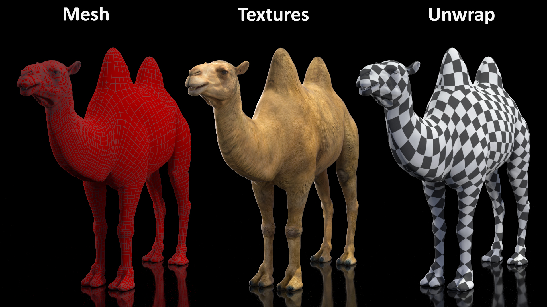 3D model Bactrian Camel Rigged for Cinema 4D