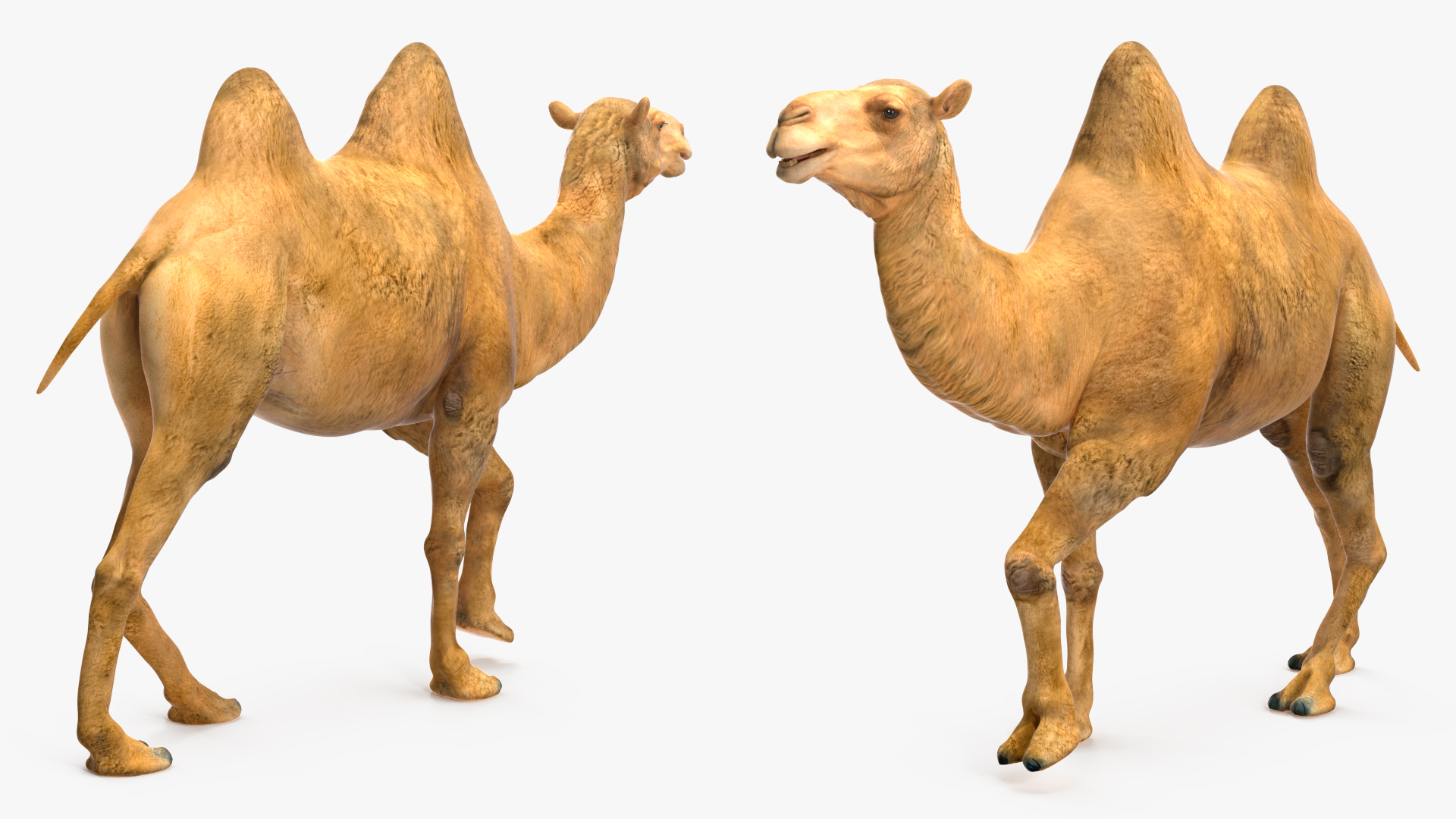 3D model Bactrian Camel Rigged for Cinema 4D