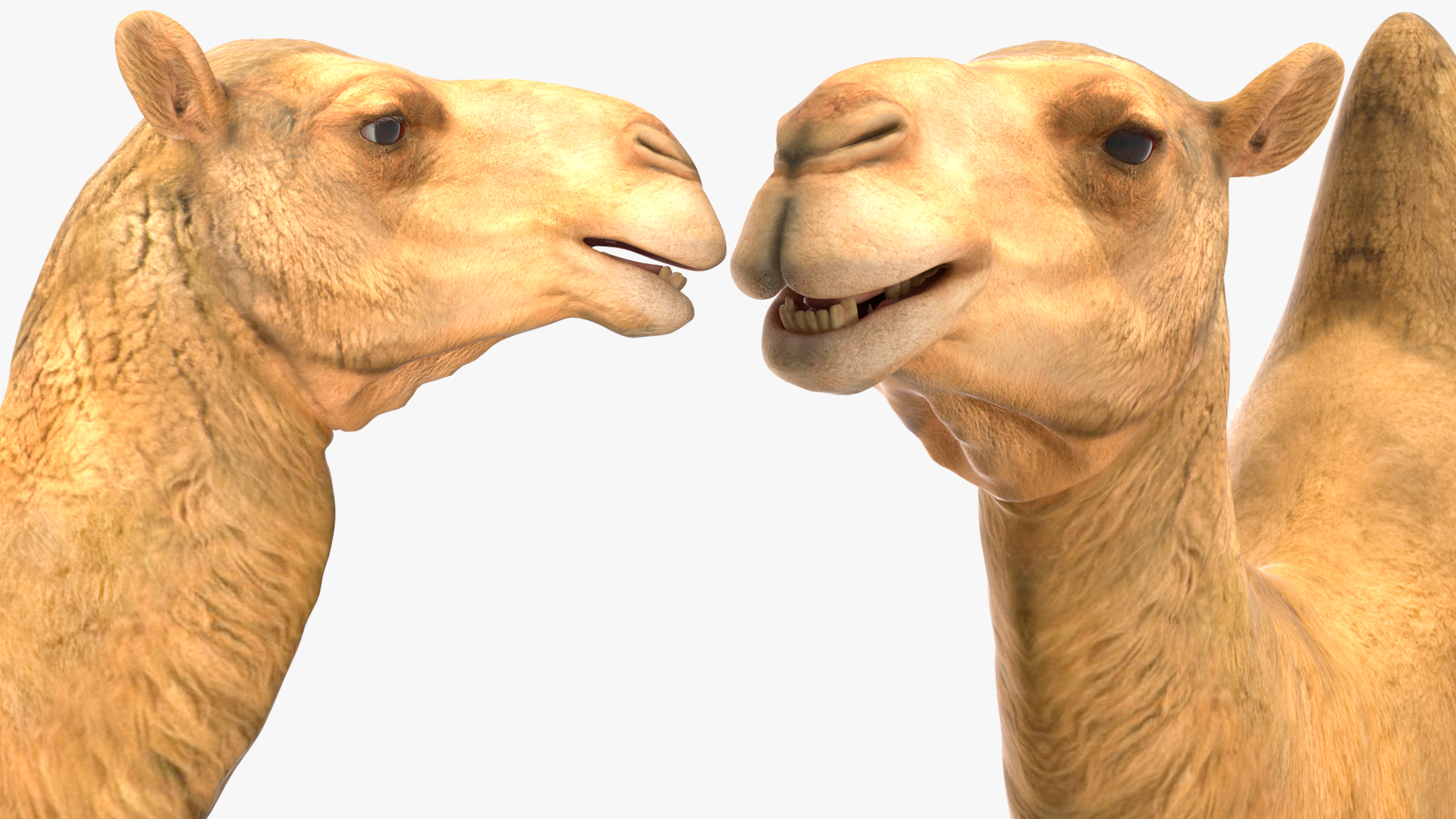 3D model Bactrian Camel Rigged for Cinema 4D