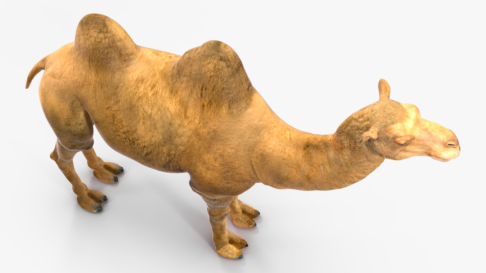 3D model Bactrian Camel Rigged for Cinema 4D