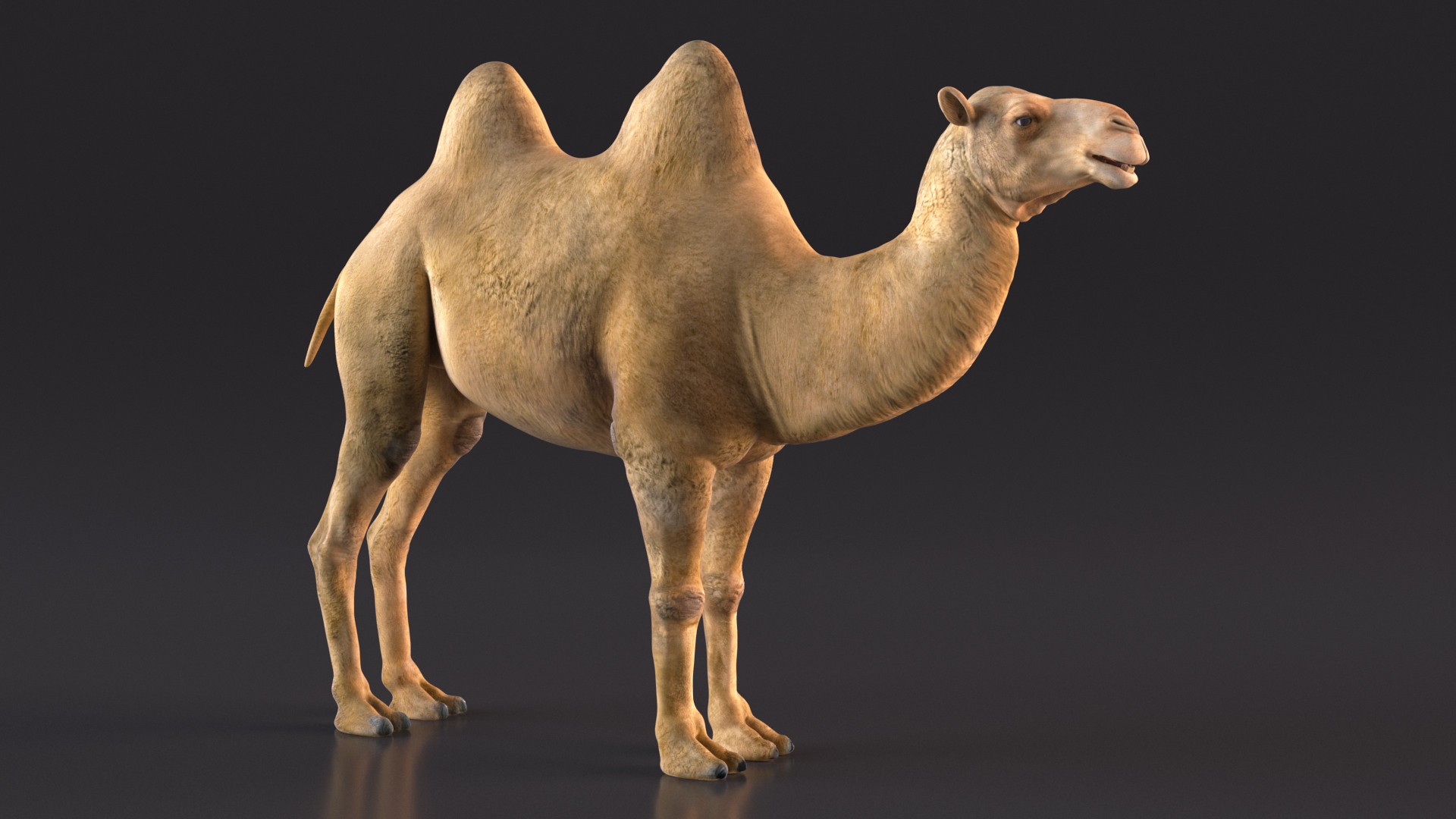 3D model Bactrian Camel Rigged for Cinema 4D