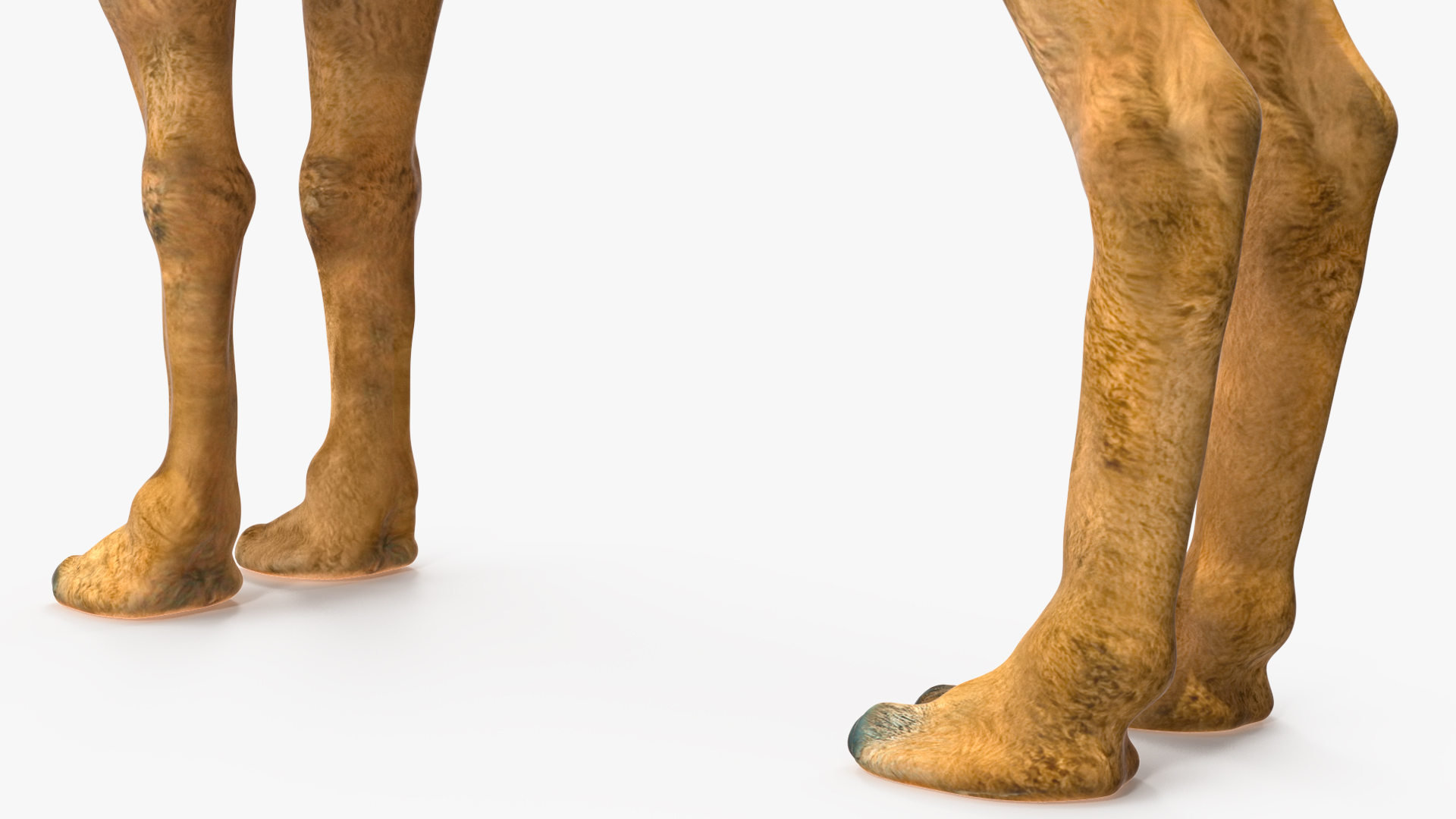 3D model Bactrian Camel Rigged for Cinema 4D
