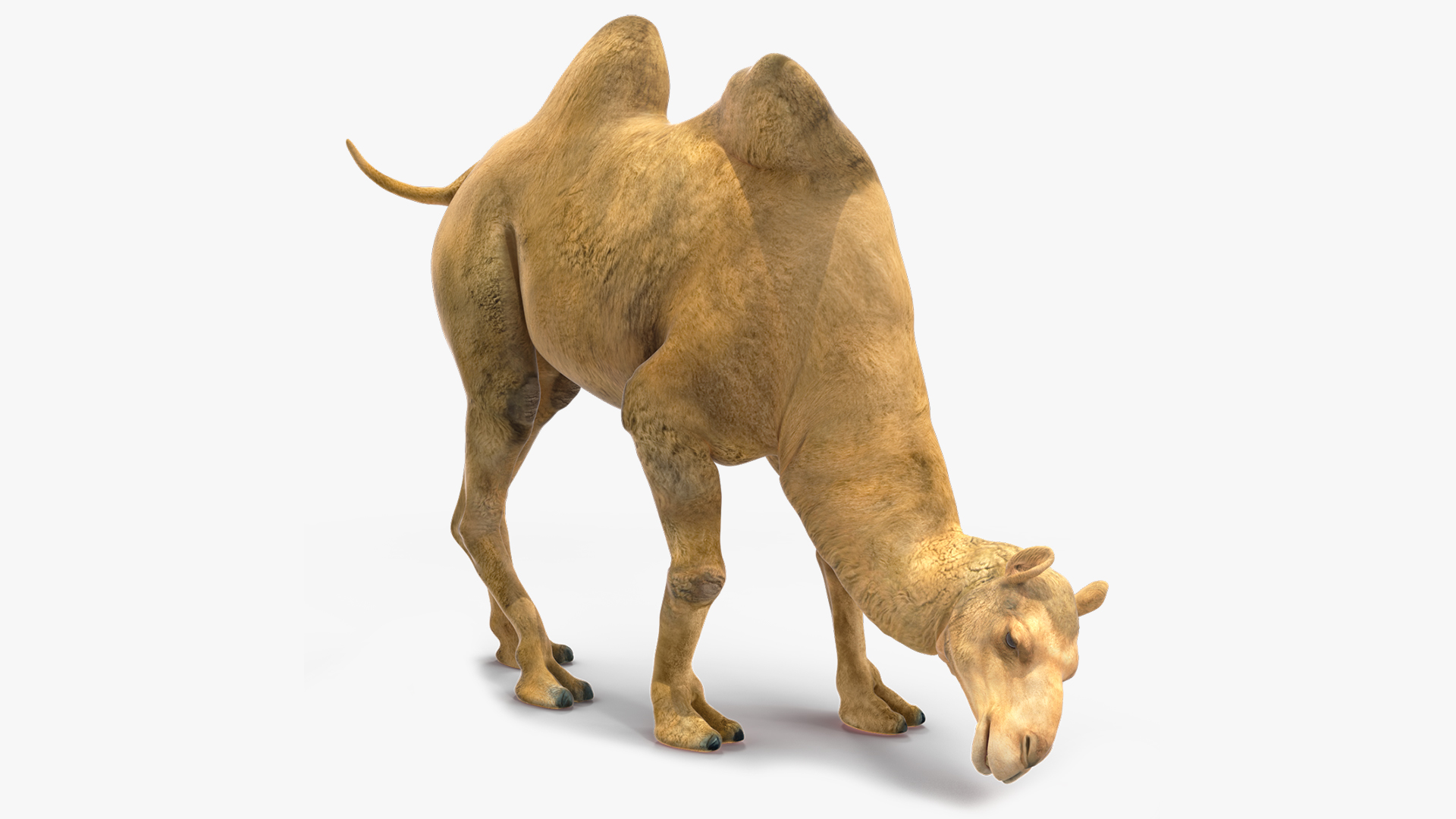 3D model Bactrian Camel Rigged for Cinema 4D