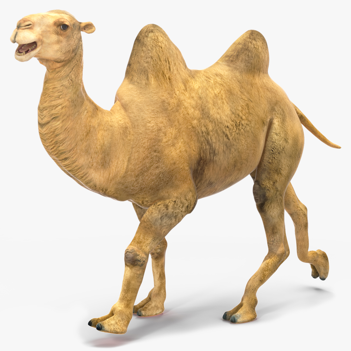 3D model Bactrian Camel Rigged for Cinema 4D