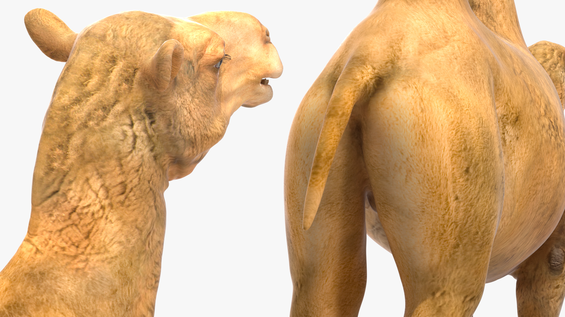 3D model Bactrian Camel Rigged for Cinema 4D
