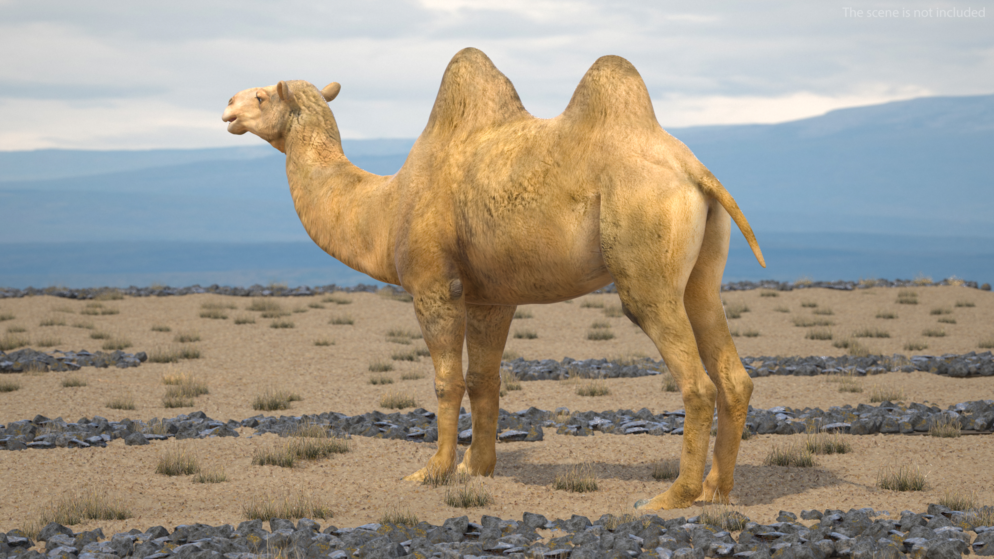 3D model Bactrian Camel Rigged for Cinema 4D