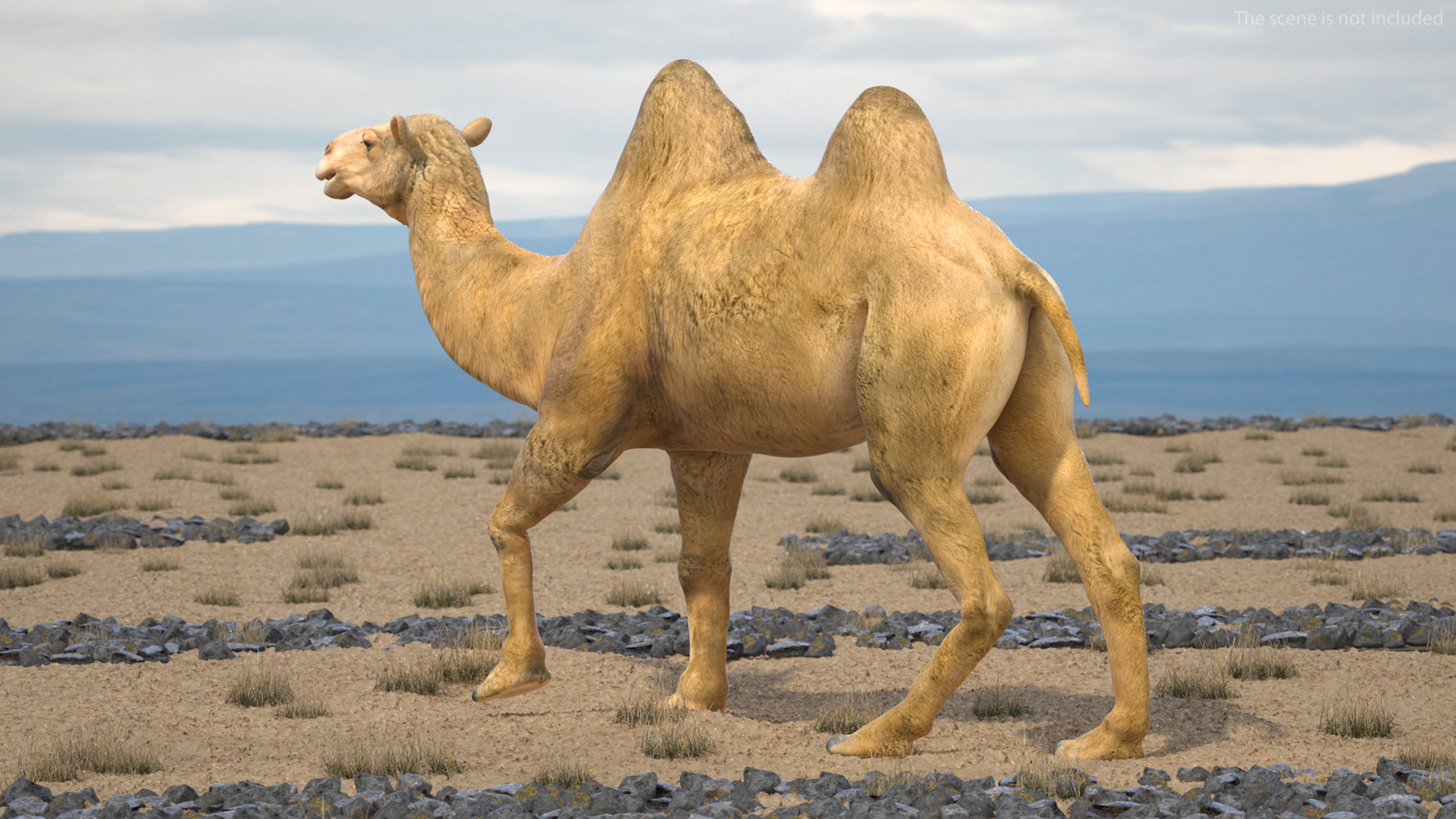 3D model Bactrian Camel Rigged for Cinema 4D