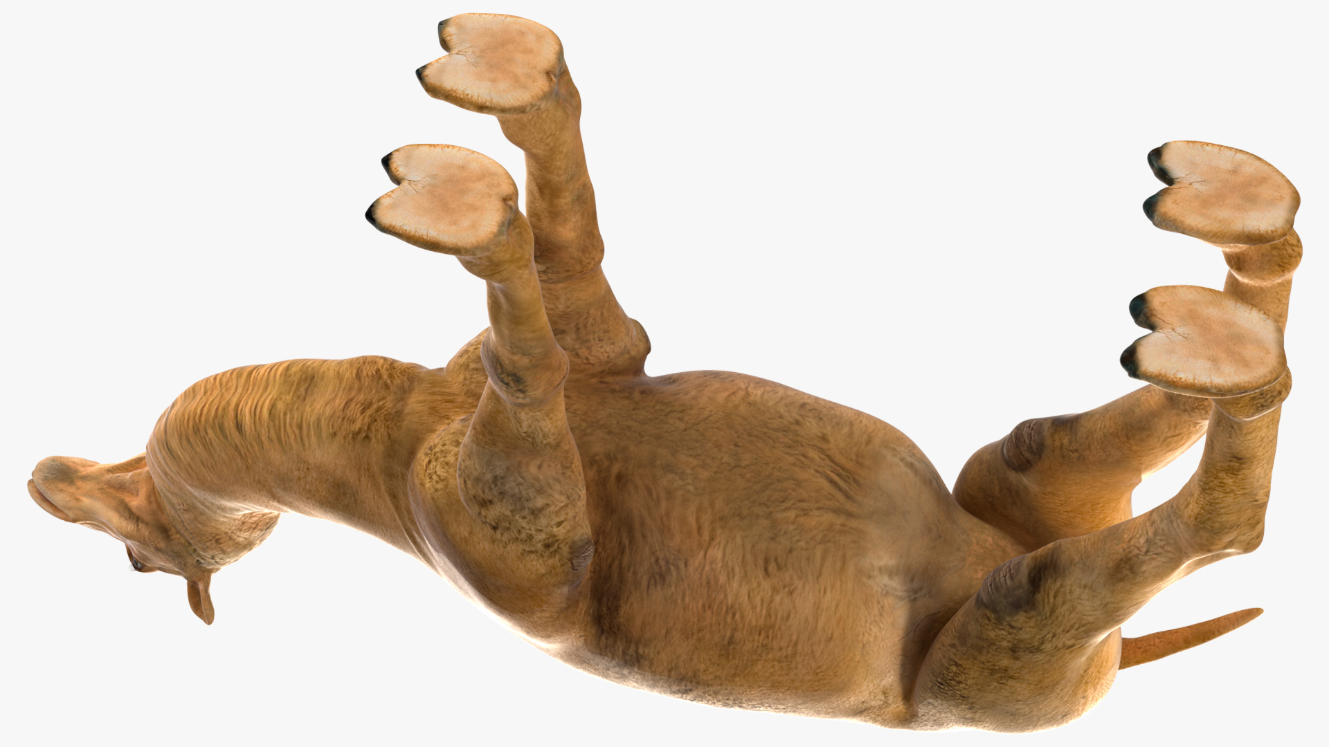3D model Bactrian Camel Rigged for Cinema 4D