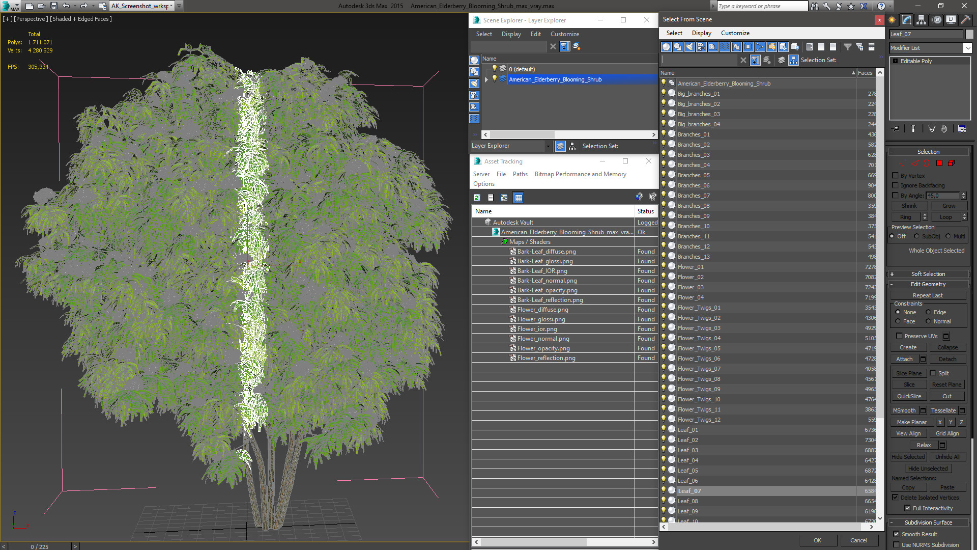 American Elderberry Blooming Shrub 3D model