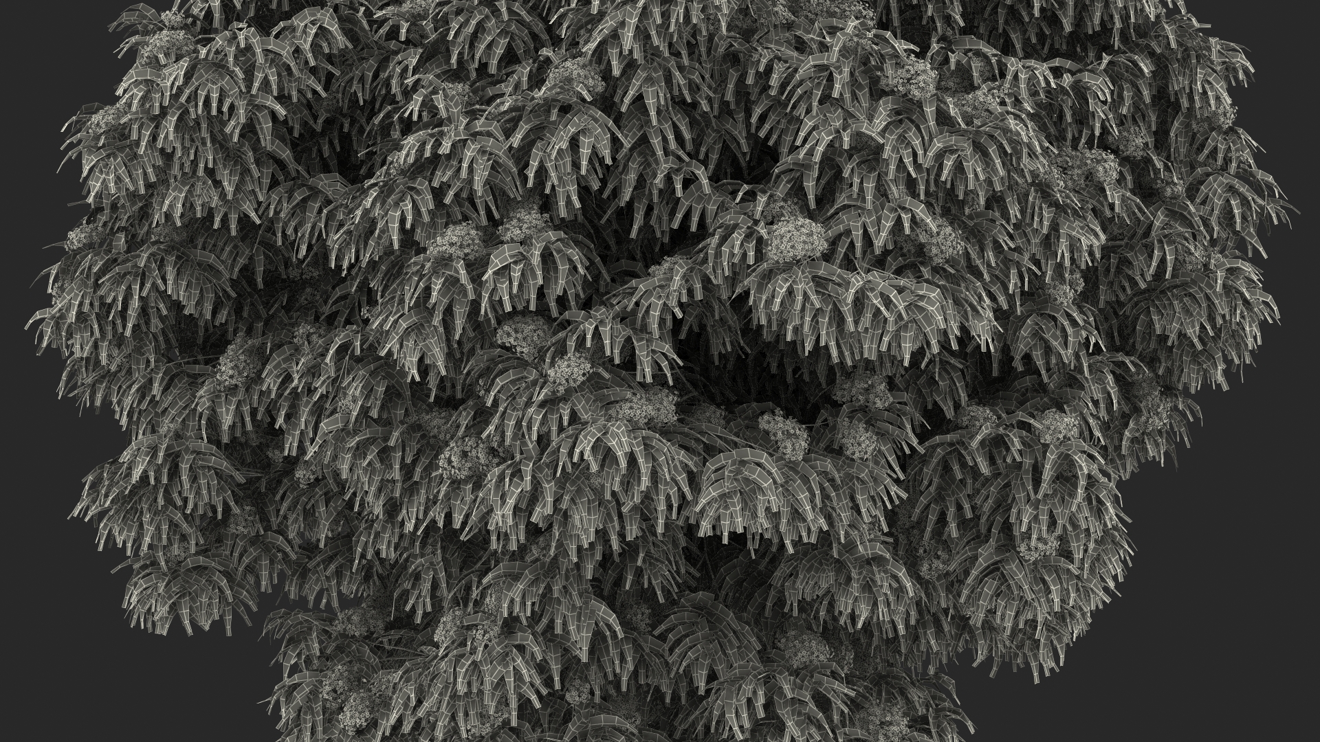 American Elderberry Blooming Shrub 3D model