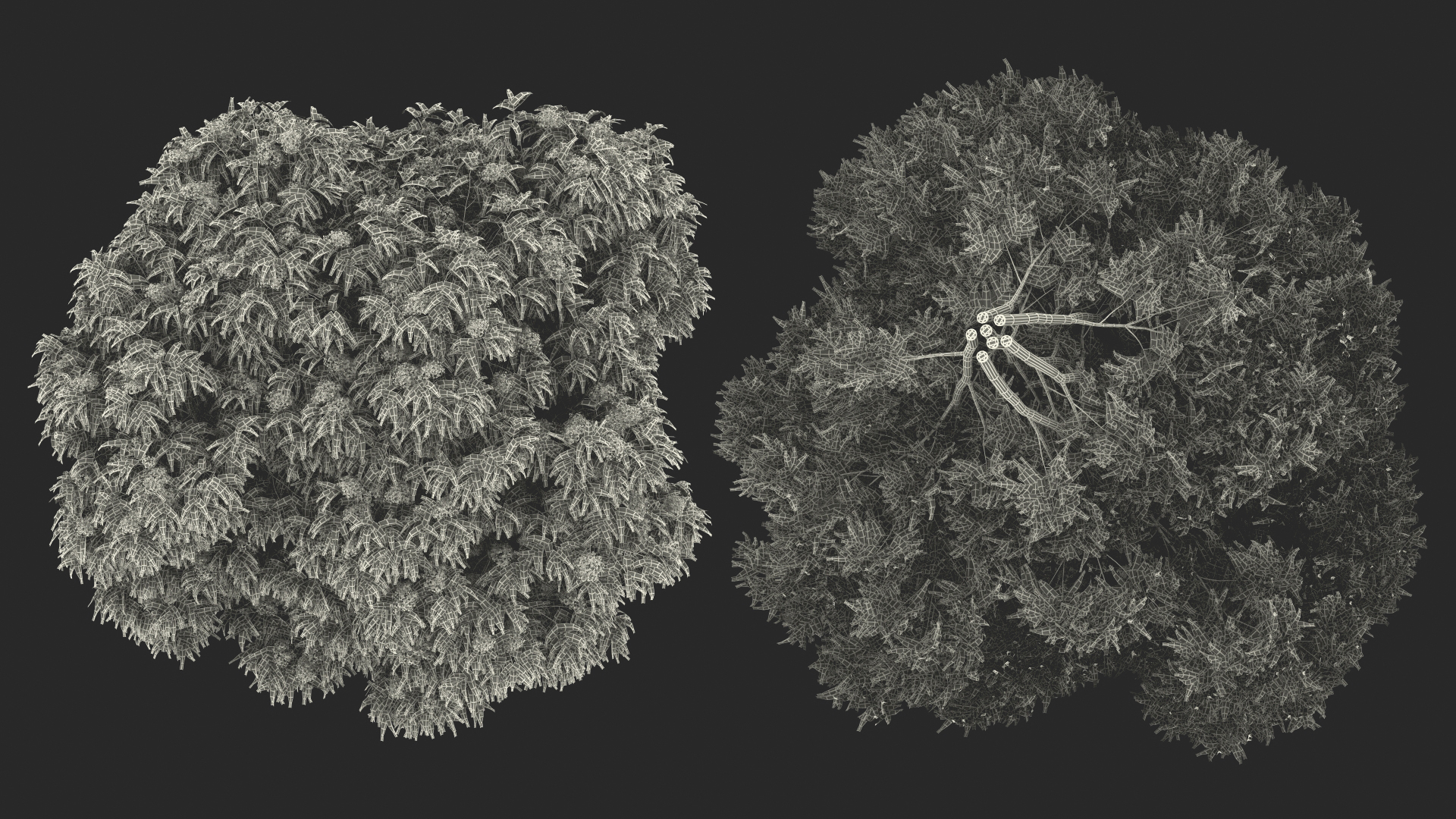 American Elderberry Blooming Shrub 3D model
