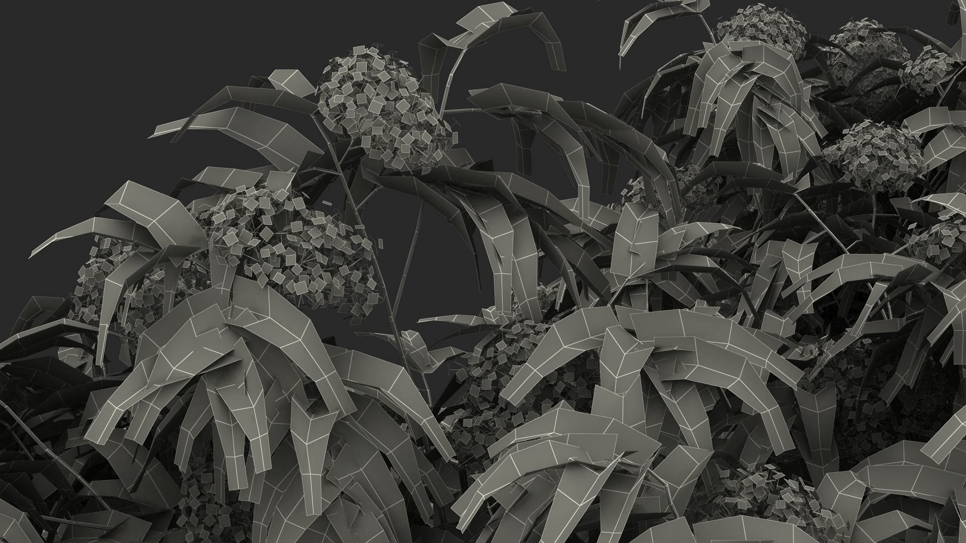 American Elderberry Blooming Shrub 3D model
