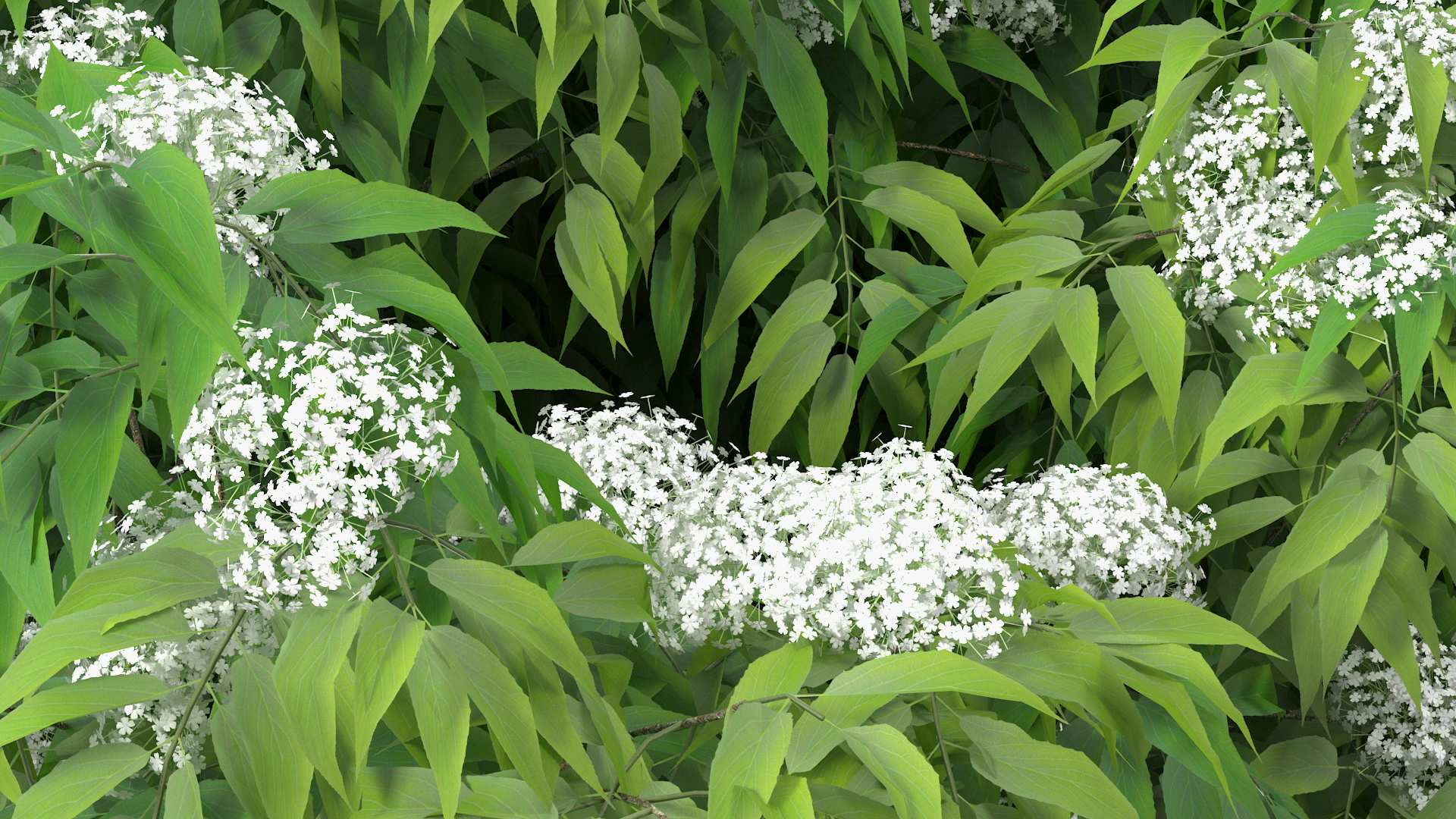 American Elderberry Blooming Shrub 3D model