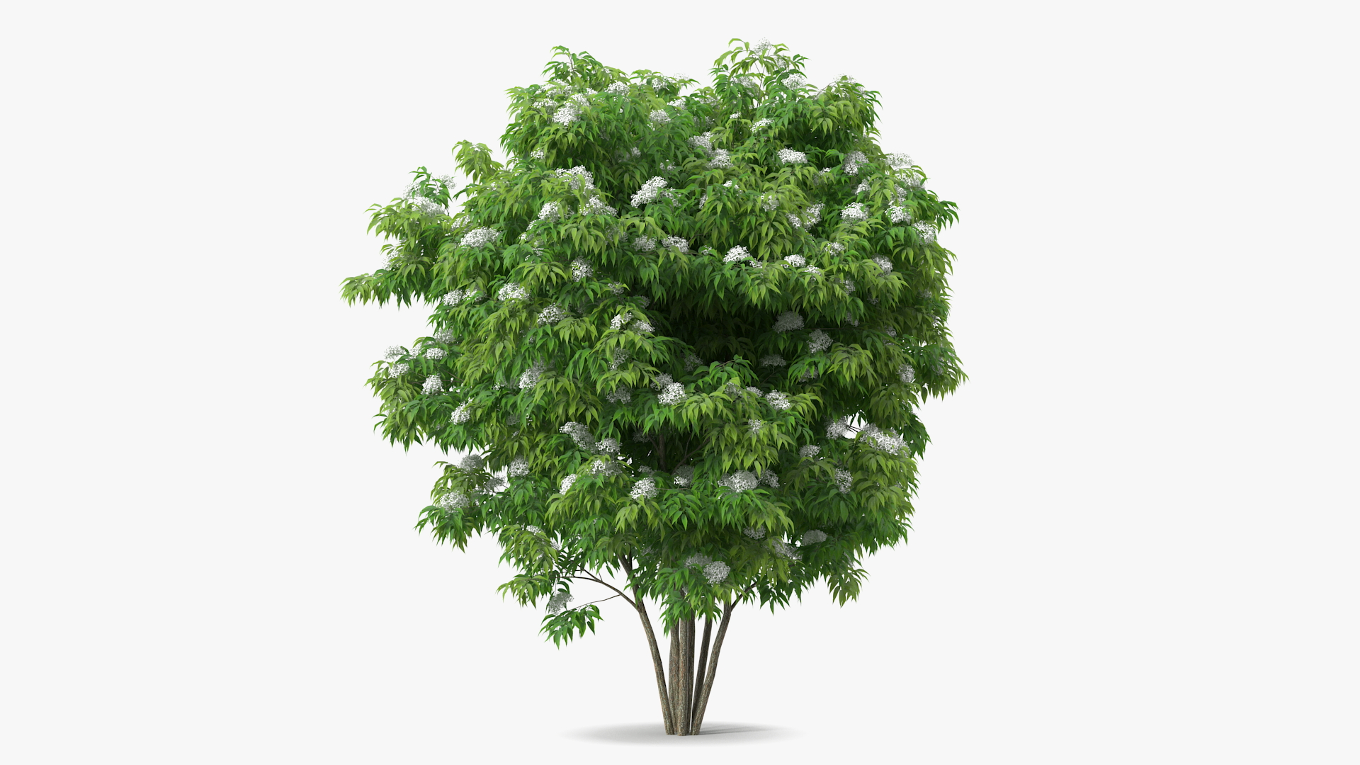 American Elderberry Blooming Shrub 3D model