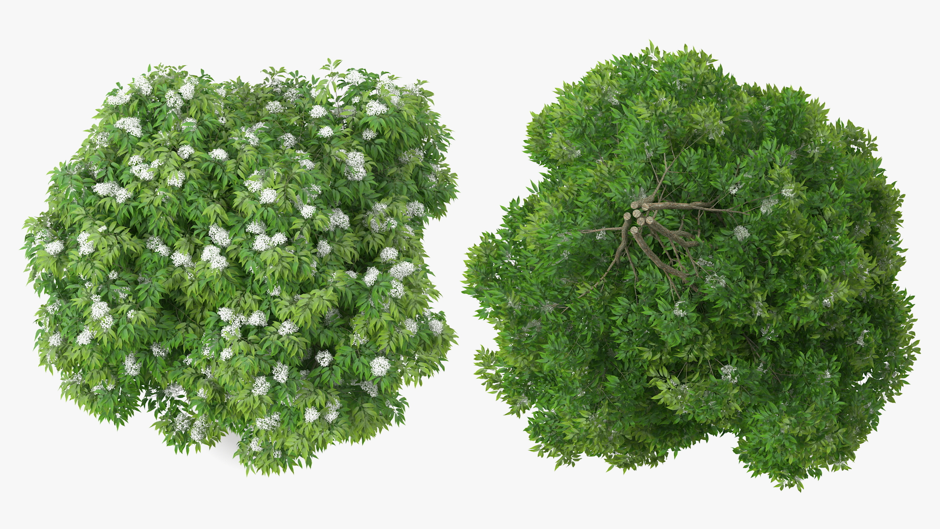 American Elderberry Blooming Shrub 3D model