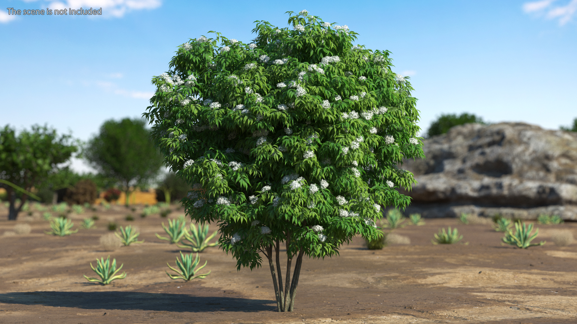 American Elderberry Blooming Shrub 3D model